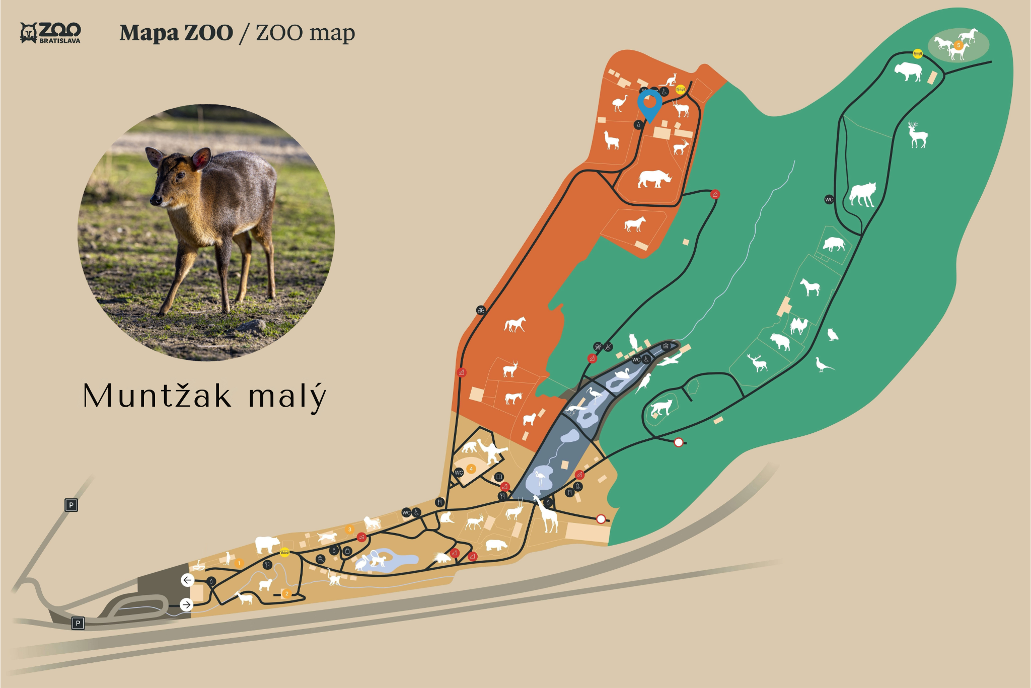 Poloha Muntžak malý v ZOO