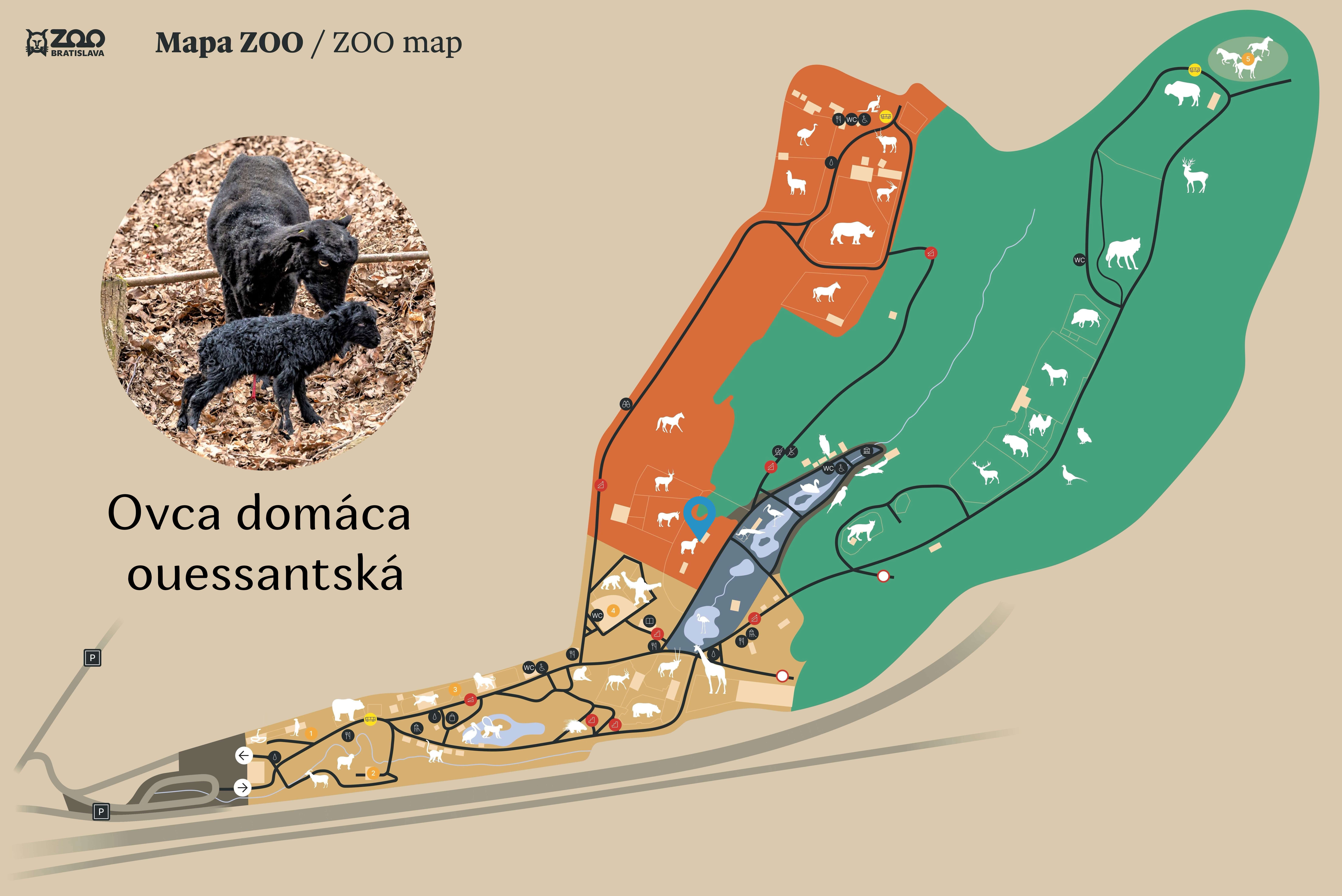 Poloha Ovca domáca ouessantská v ZOO