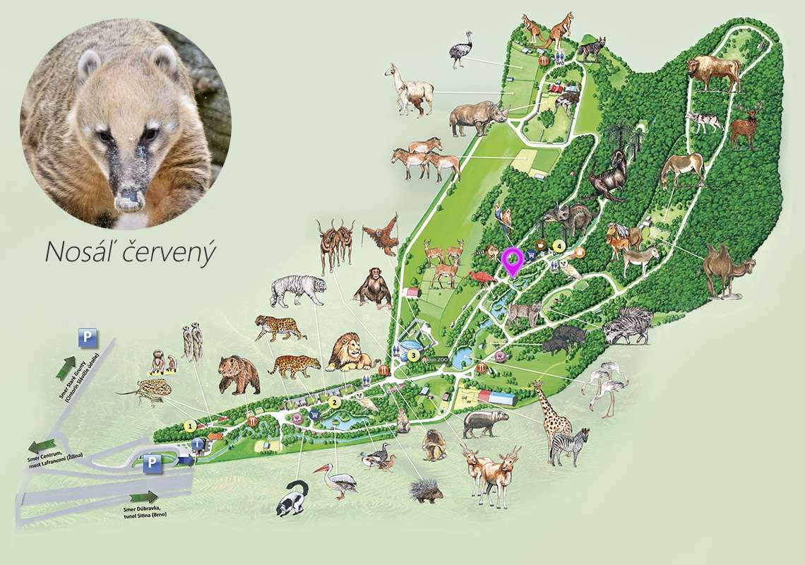 ZOO Nosáľ červený Exhibition