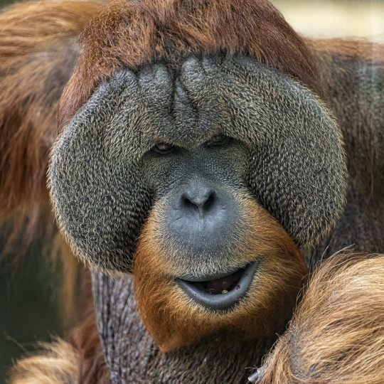 Orangutan sumatriansky