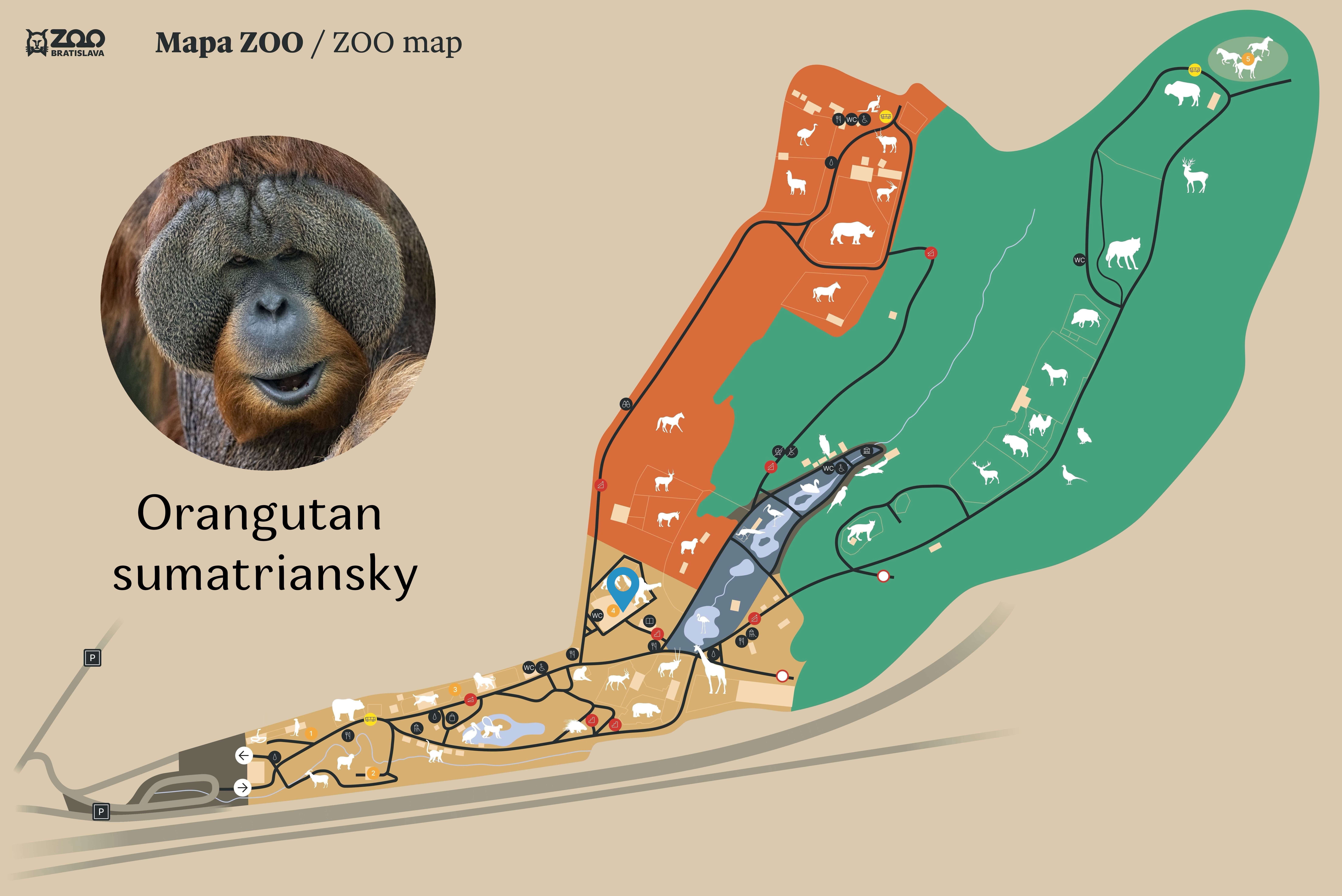 Poloha Orangutan sumatriansky v ZOO