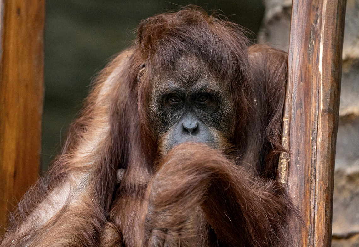 Orangutan sumatriansky