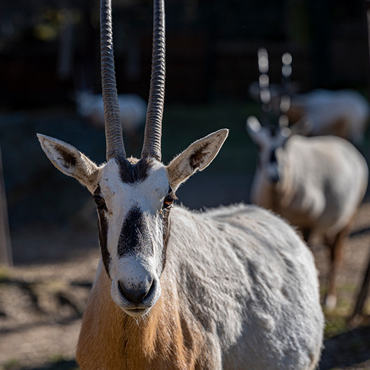 Oryx arabský