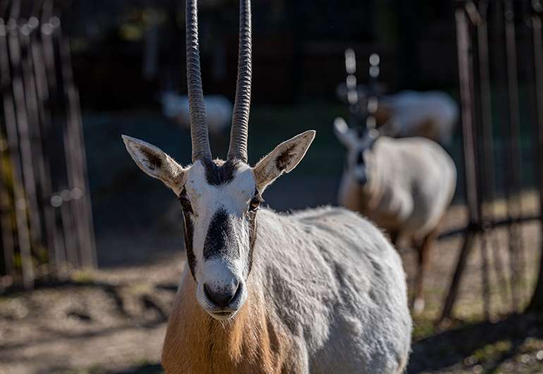 Oryx arabský