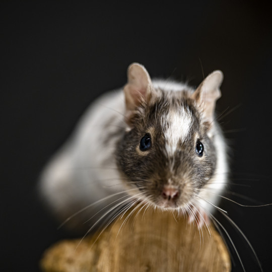 Osmák degu