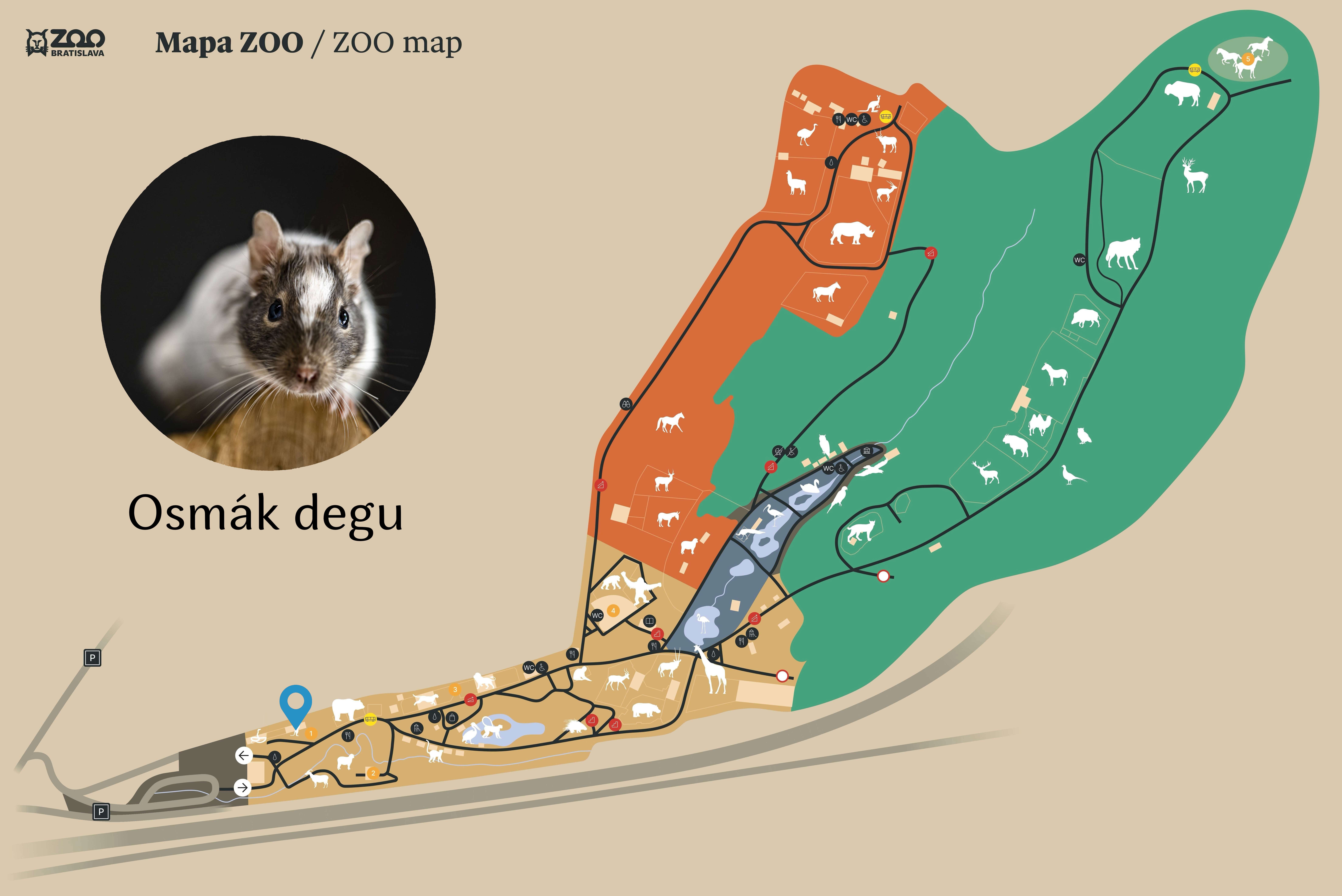 Poloha Osmák degu v ZOO