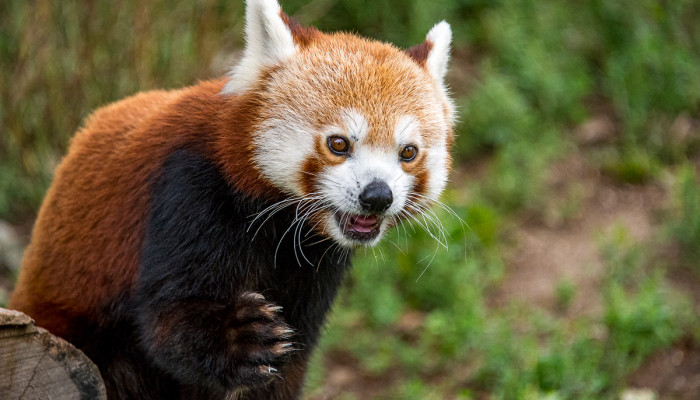Panda červená (250 €/rok)