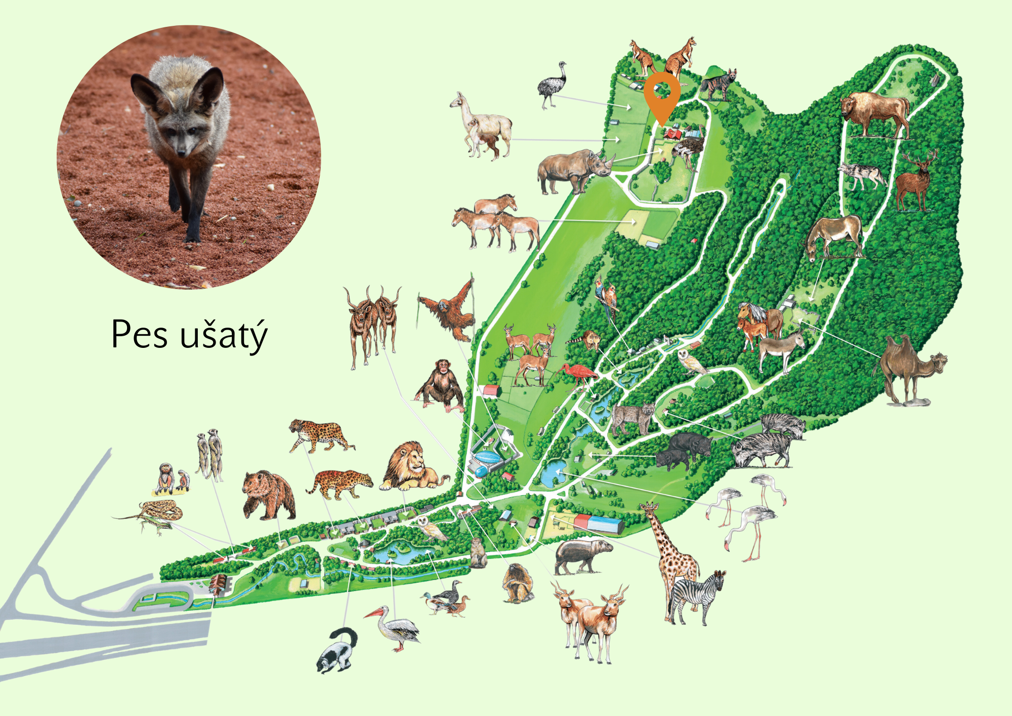 Poloha Pes ušatý v ZOO