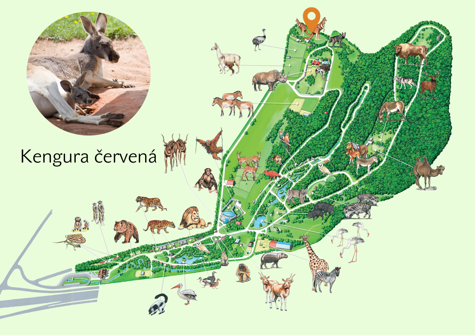 Poloha Kengura červená v ZOO