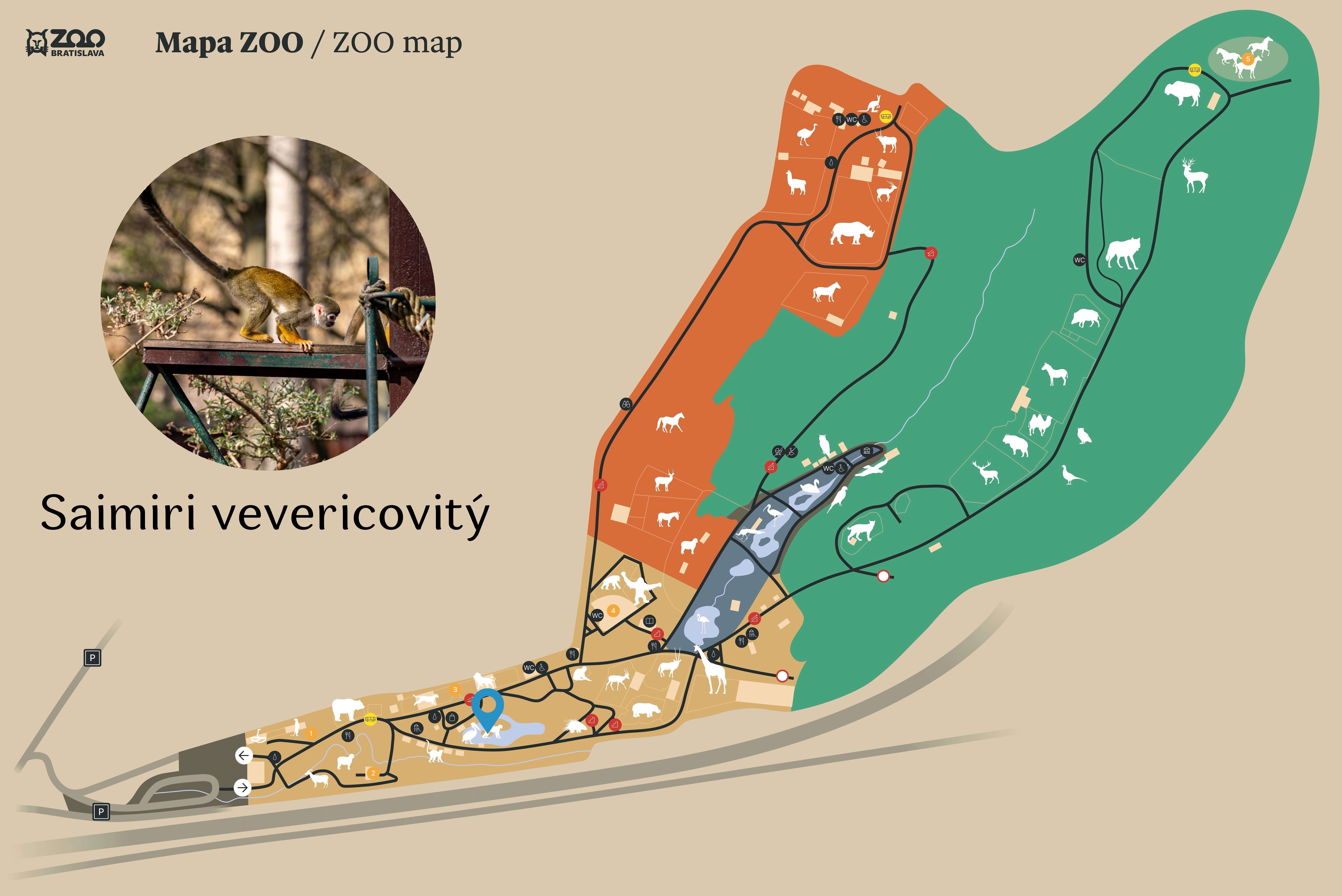 Poloha Saimiri vevericovitý v ZOO