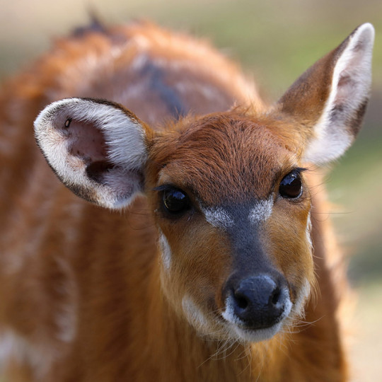 Sitatunga západná