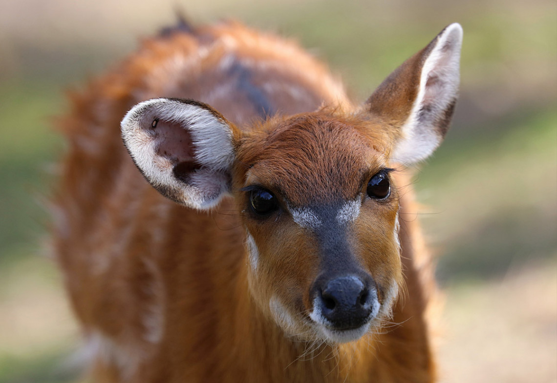 Sitatunga západná
