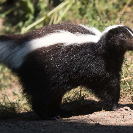 Skunk pruhovaný