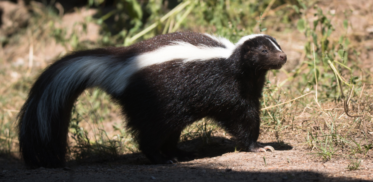 Skunk pruhovaný
