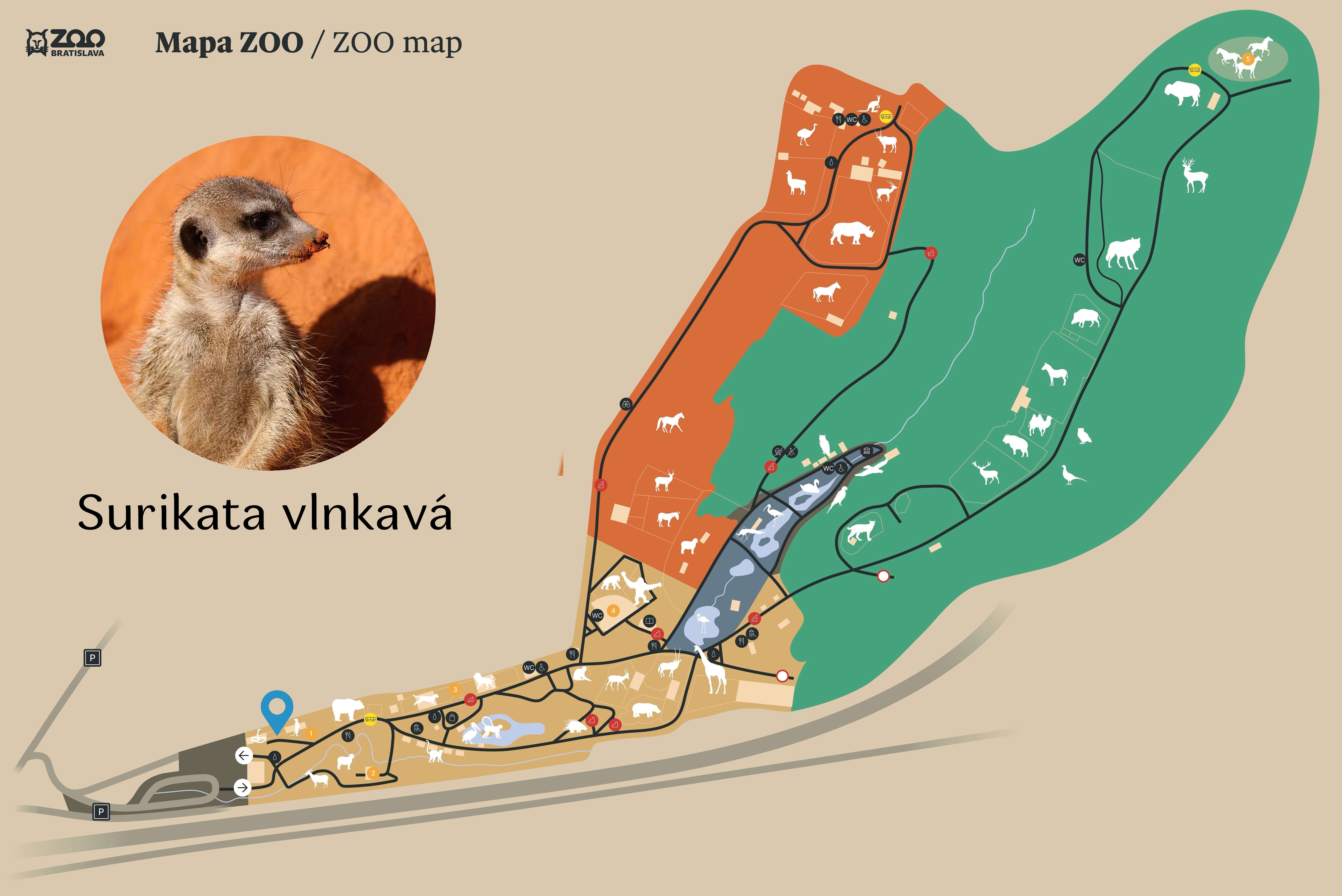 Poloha Surikata vlnkavá v ZOO