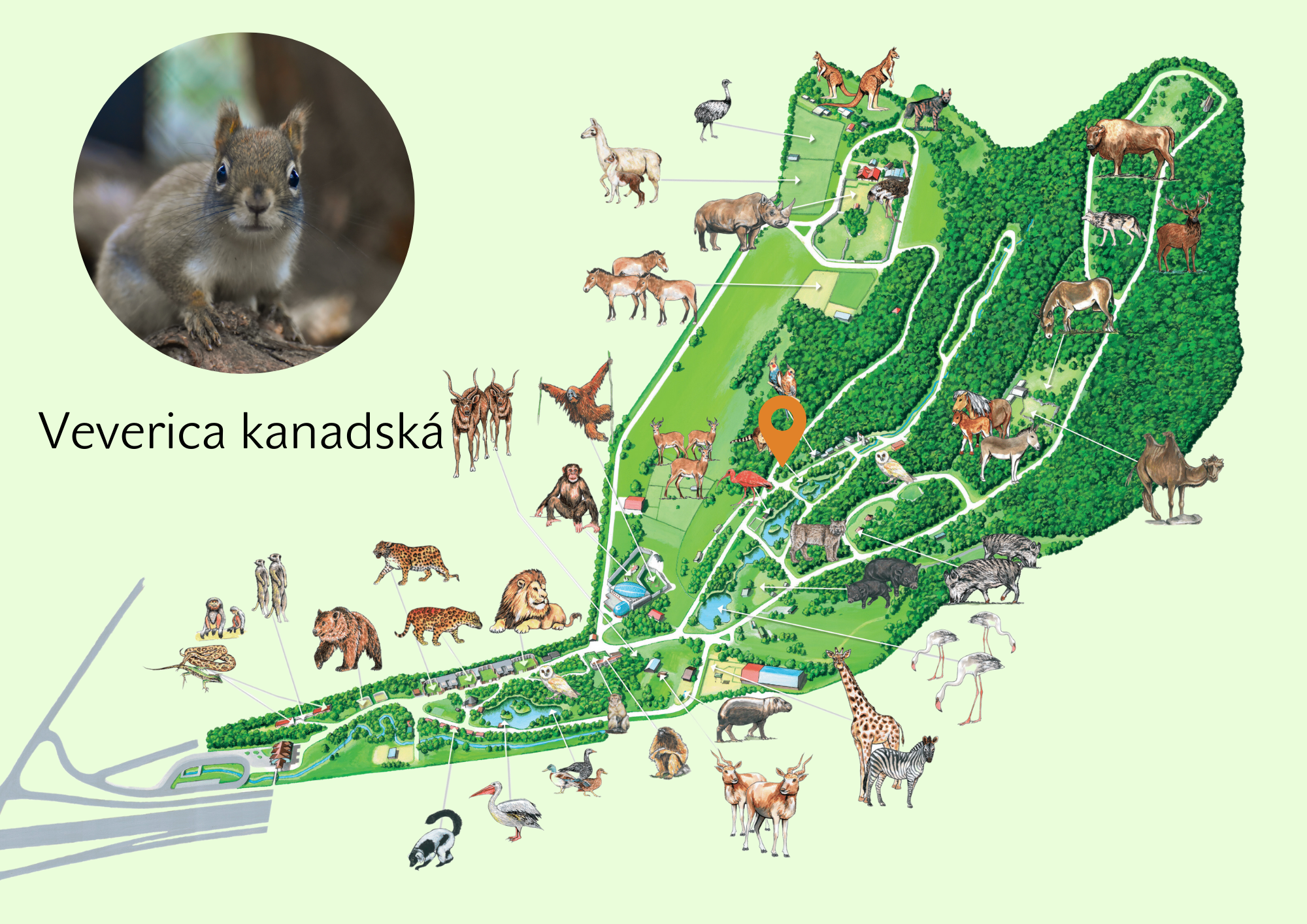 Poloha Veverica kanadská v ZOO