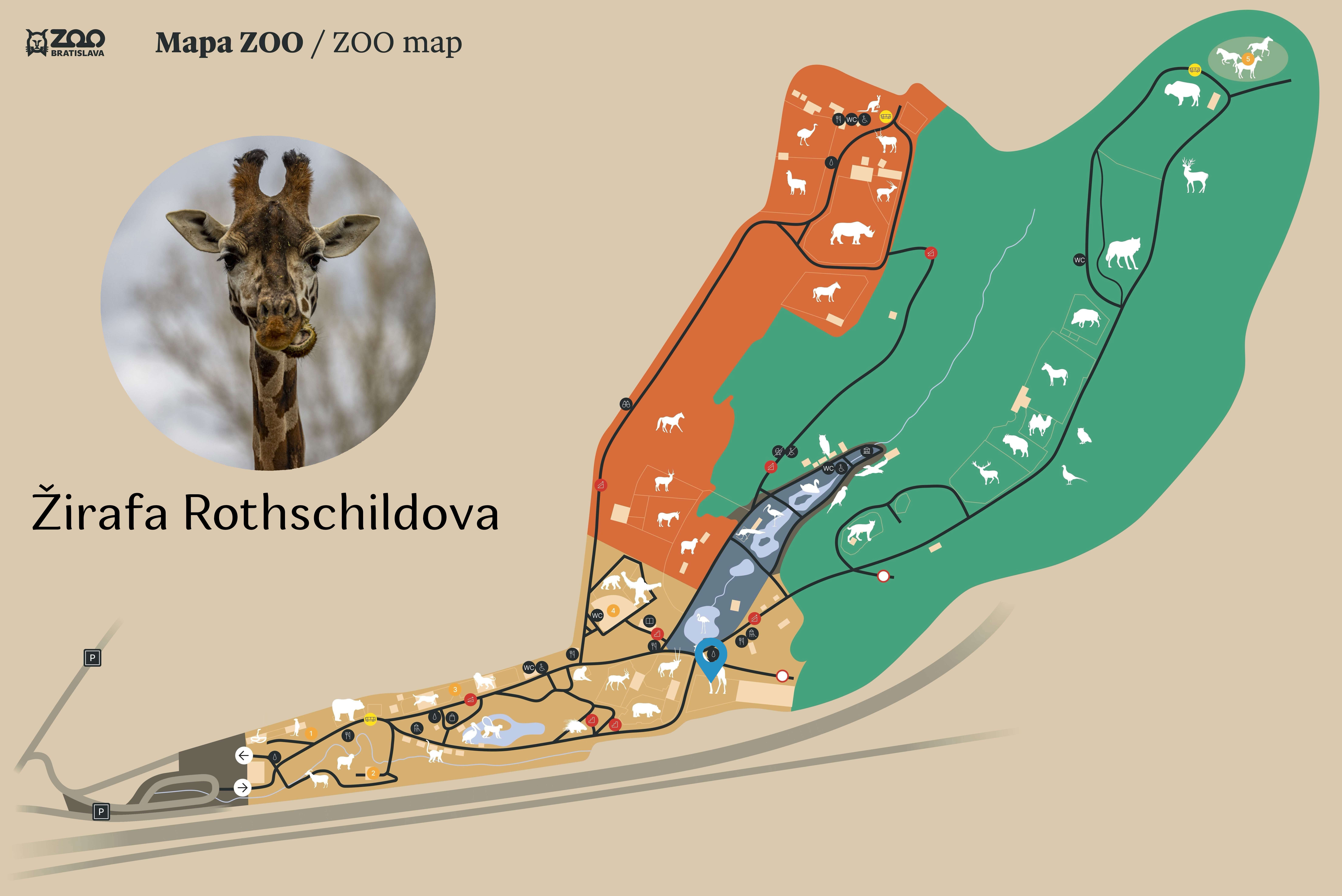 Poloha Žirafa Rothschildova v ZOO