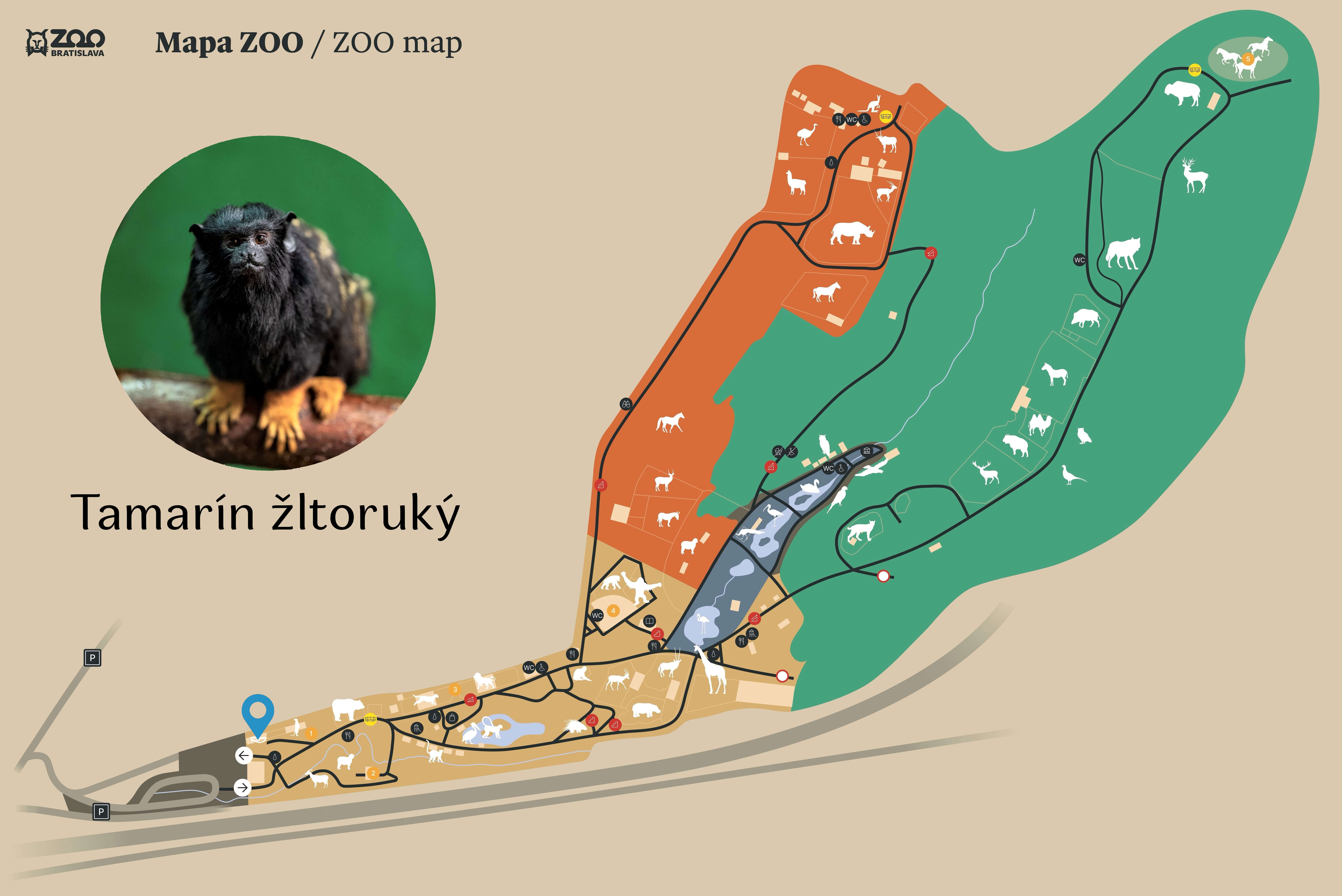 Poloha Tamarín žltoruký v ZOO