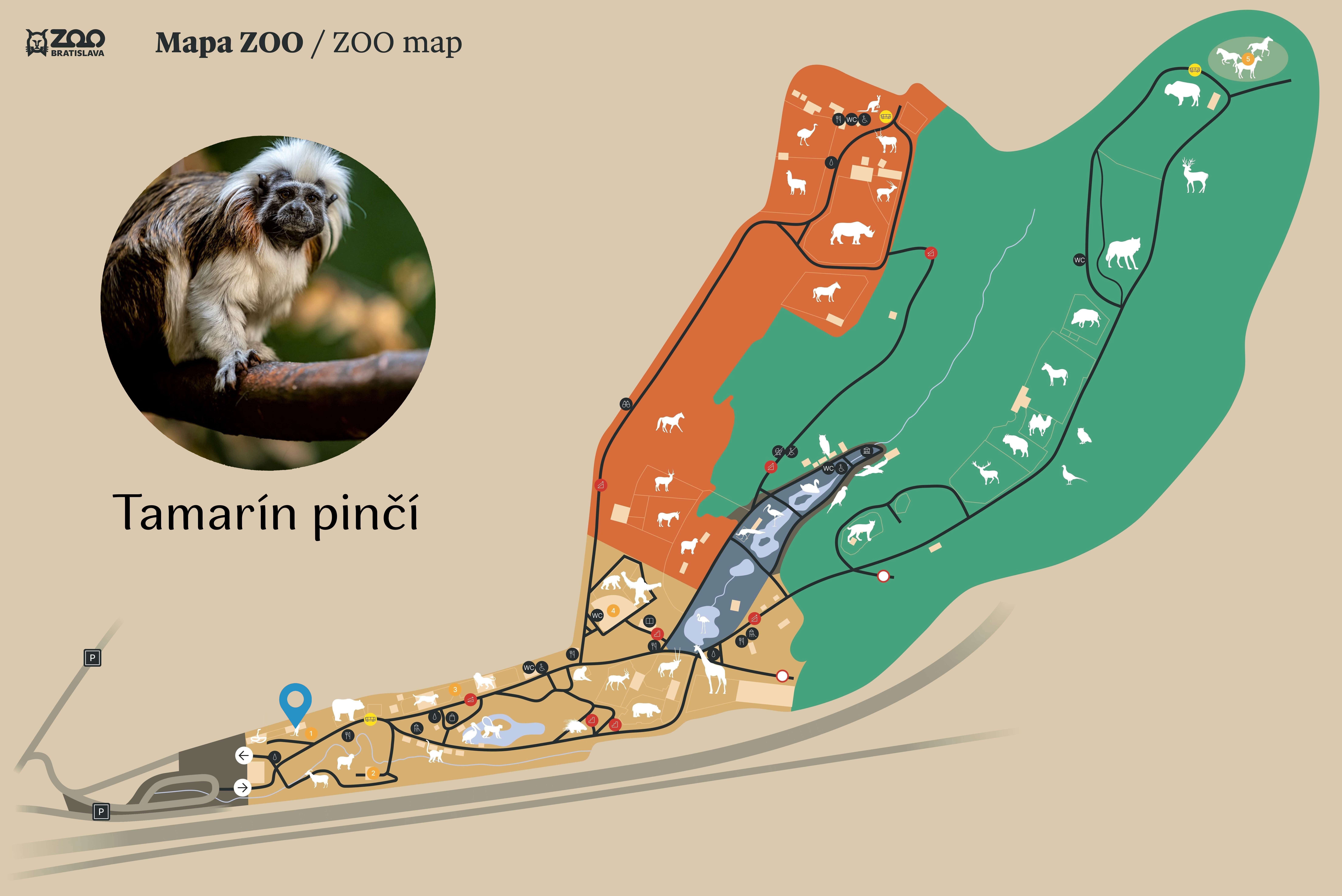 Poloha Tamarín pinčí v ZOO