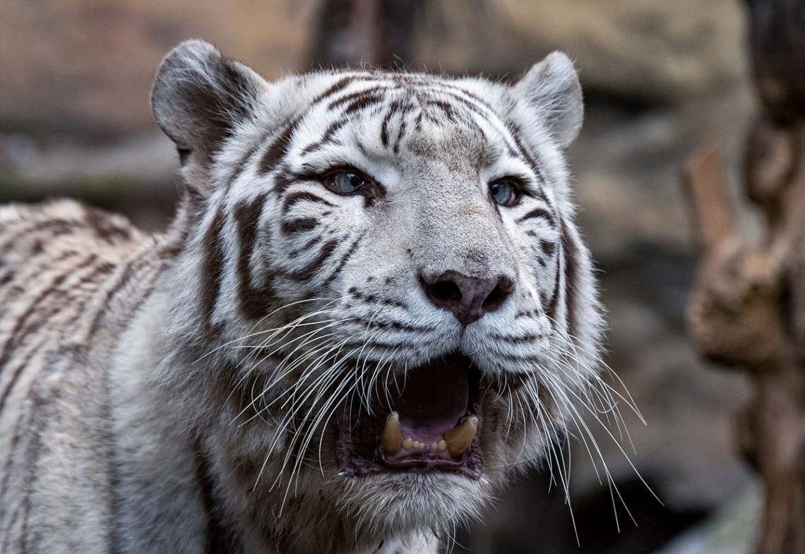 Tiger biela forma