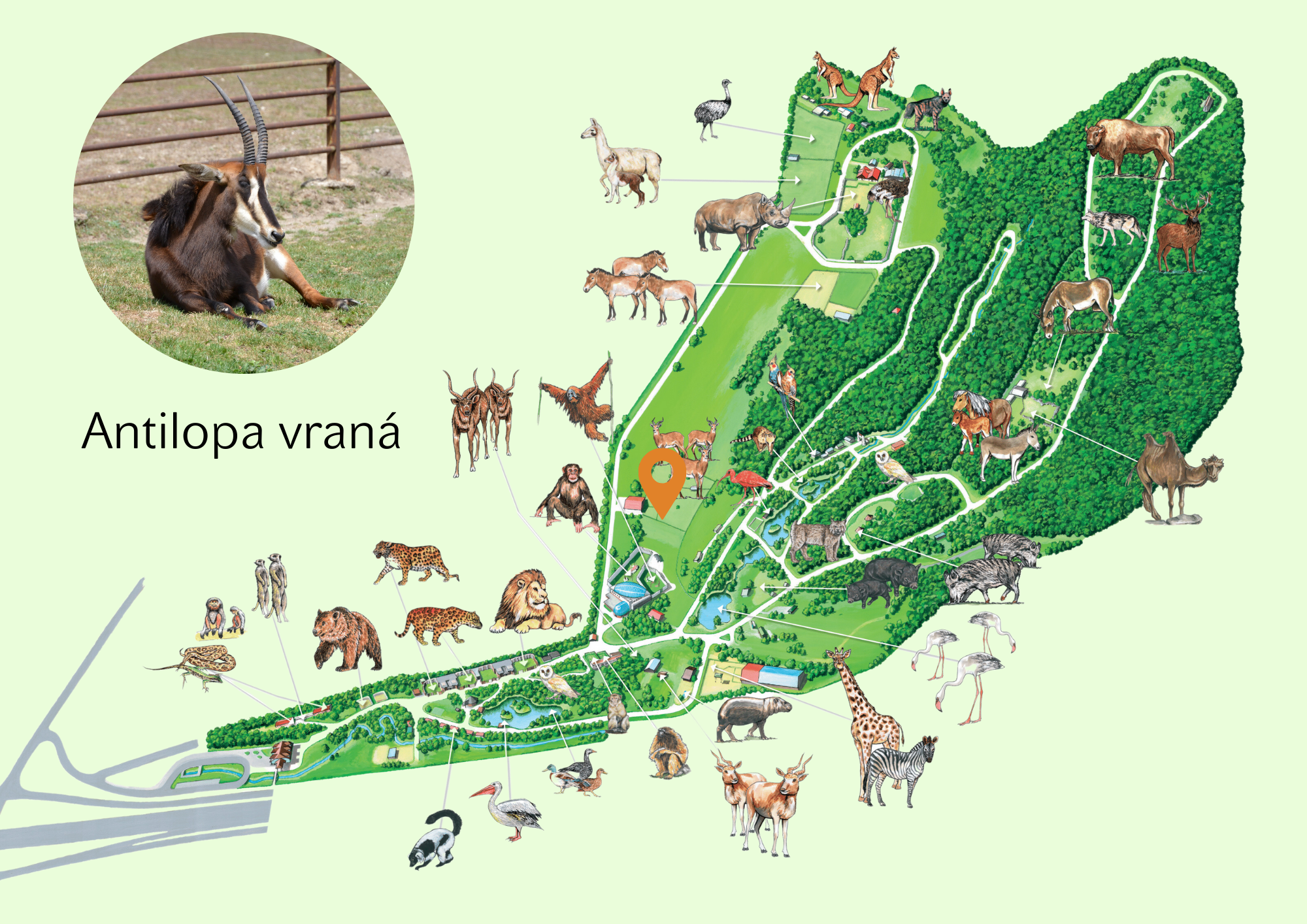 Poloha Antilopa vraná v ZOO