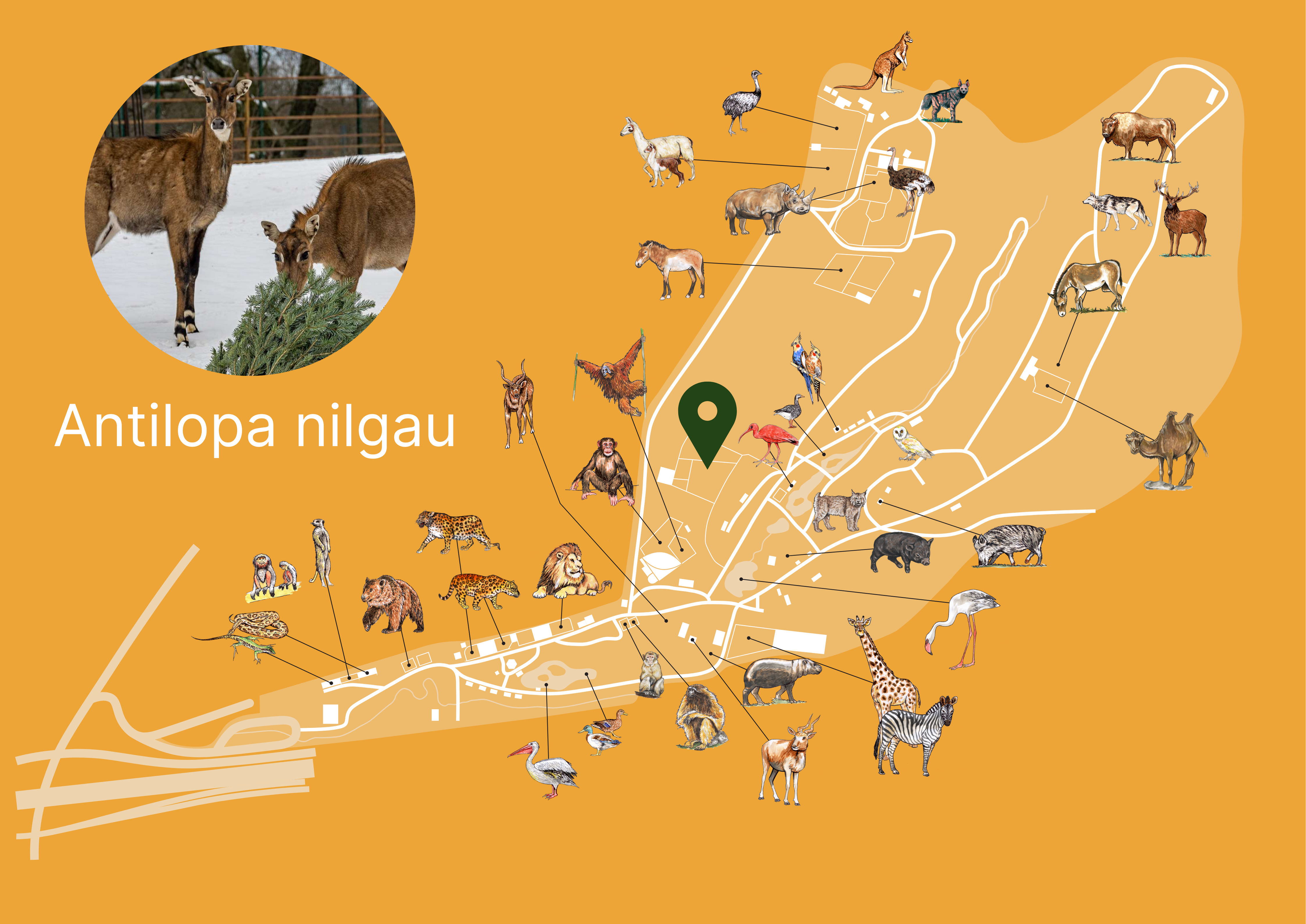 Poloha Antilopa nilgau v ZOO