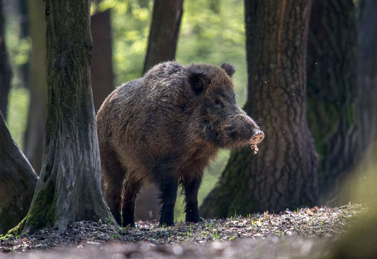 Diviak lesný