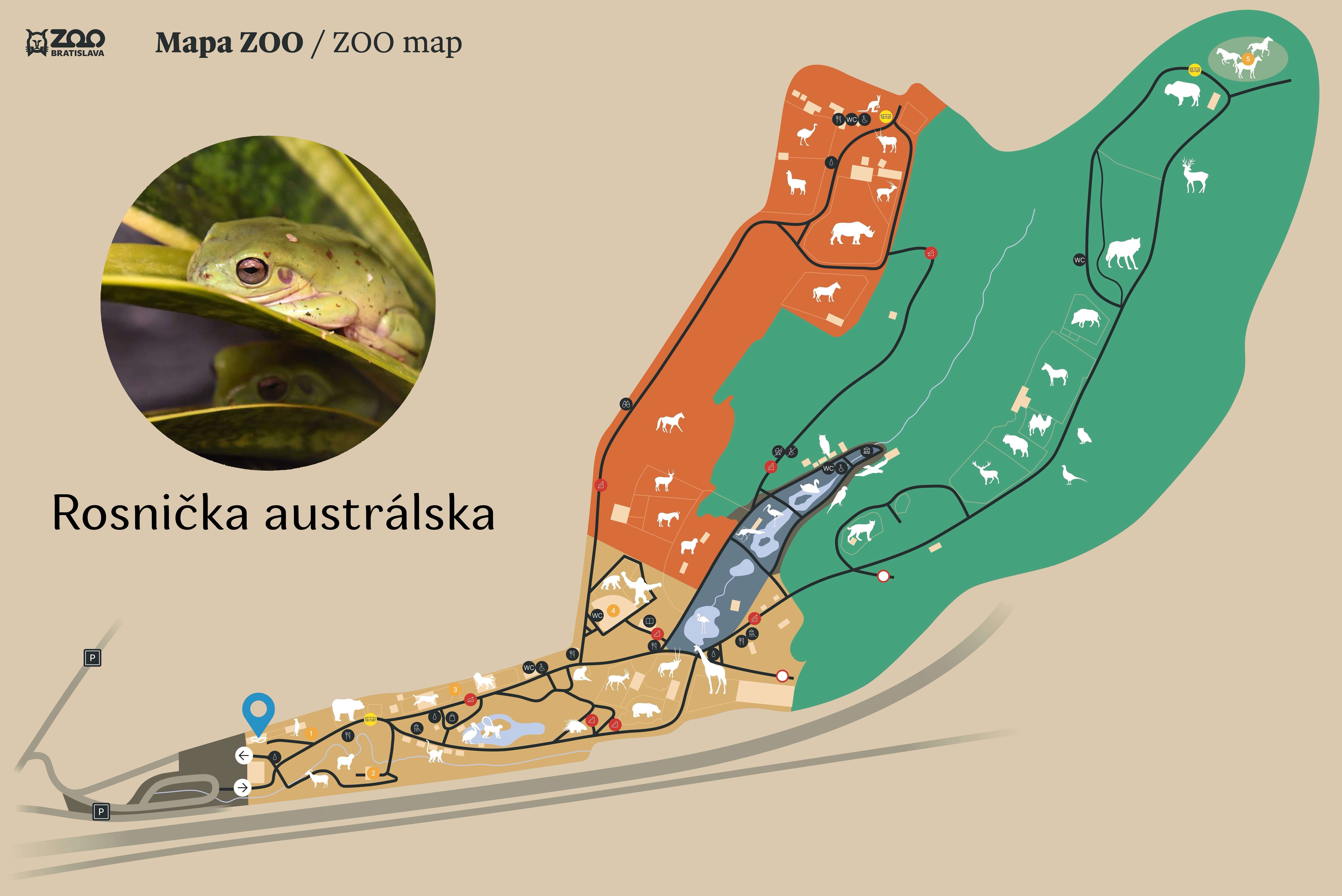 Poloha Rosnička austrálska v ZOO