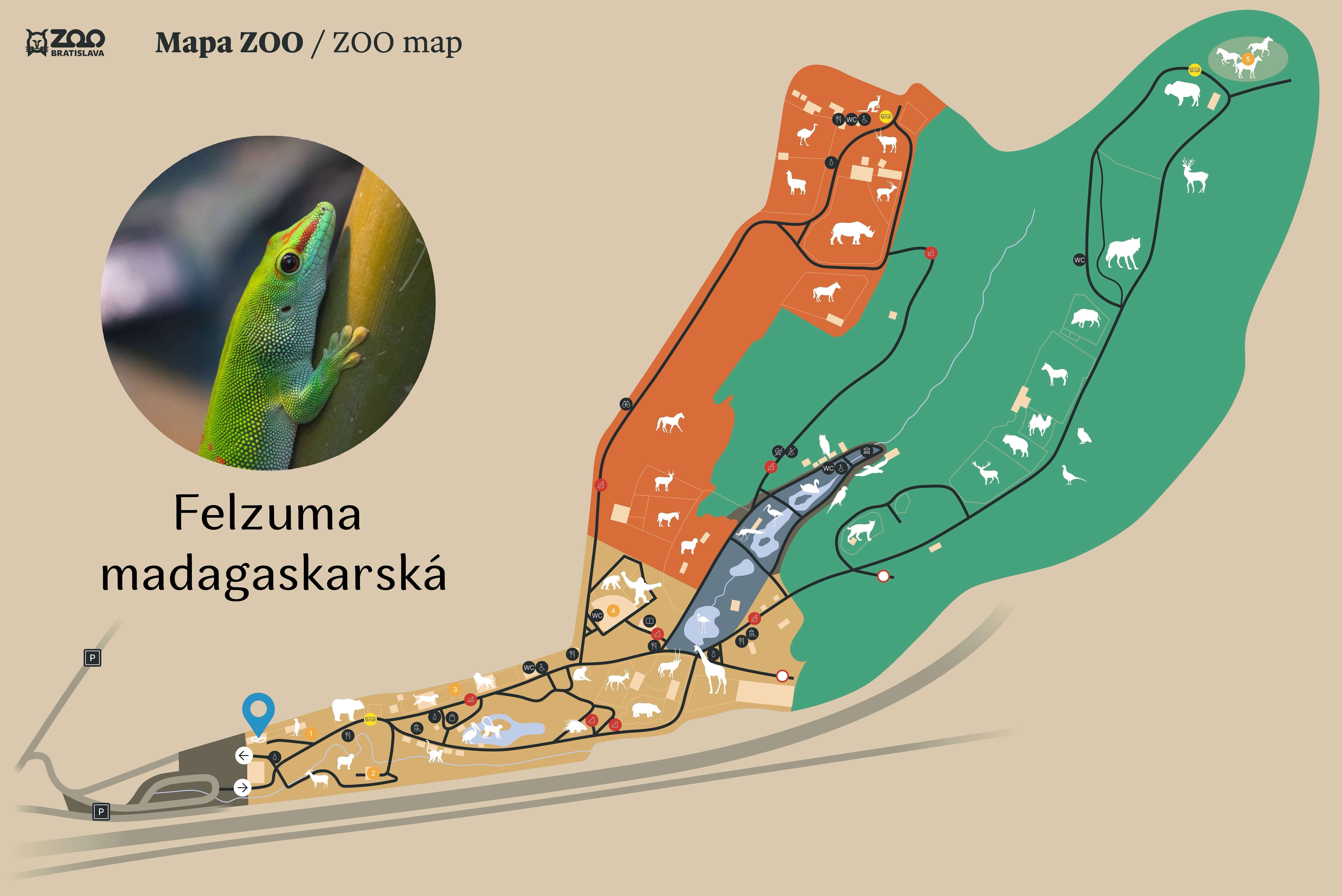Poloha Felzuma madagaskarská v ZOO