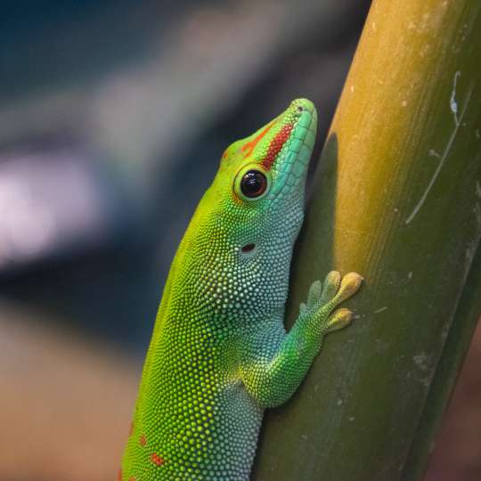 Felzuma madagaskarská