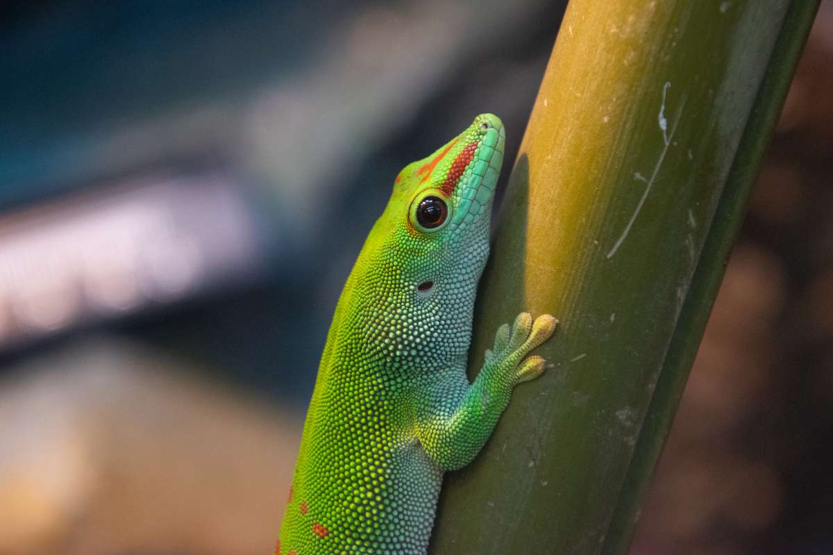 Felzuma madagaskarská