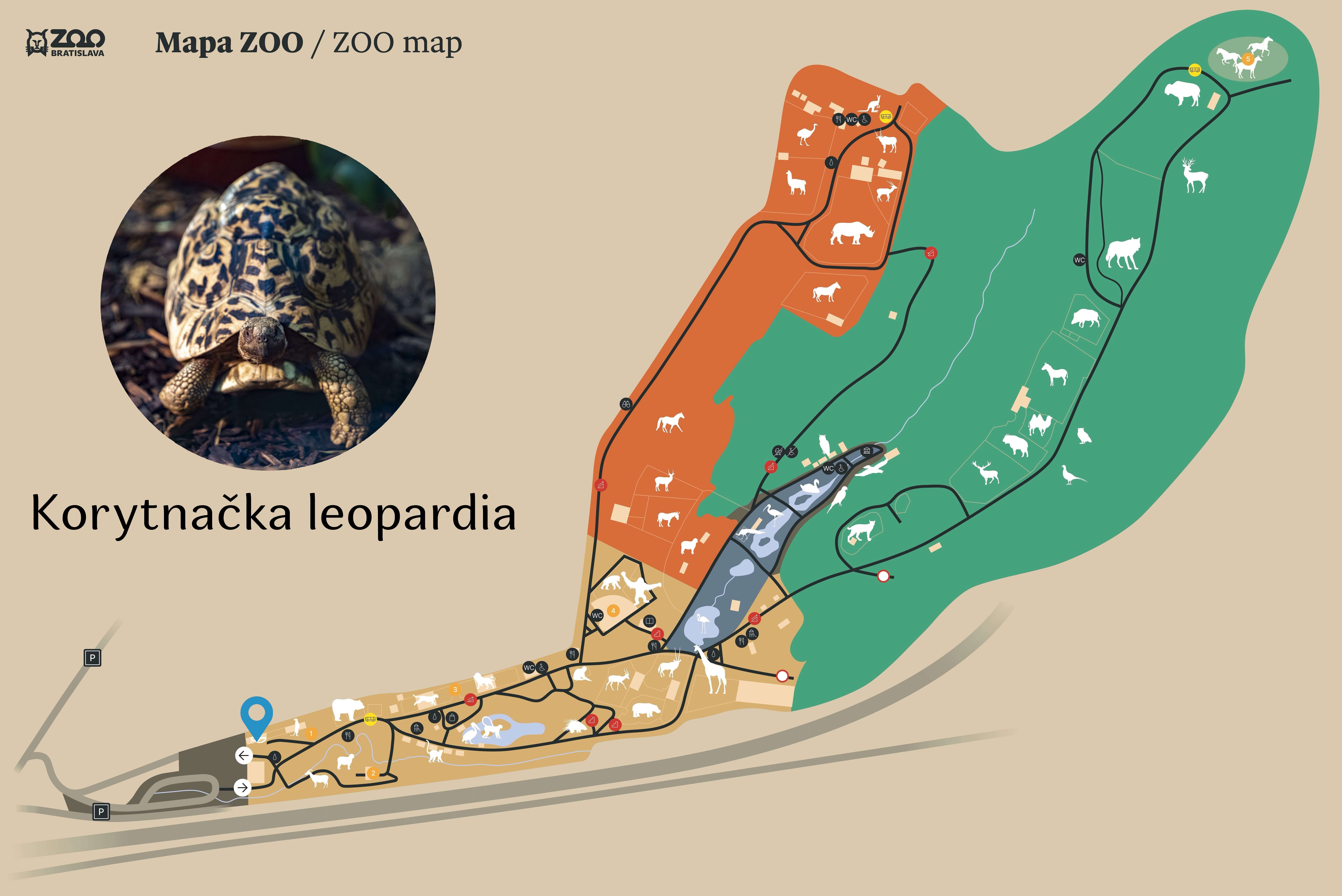 Poloha Korytnačka leopardia v ZOO