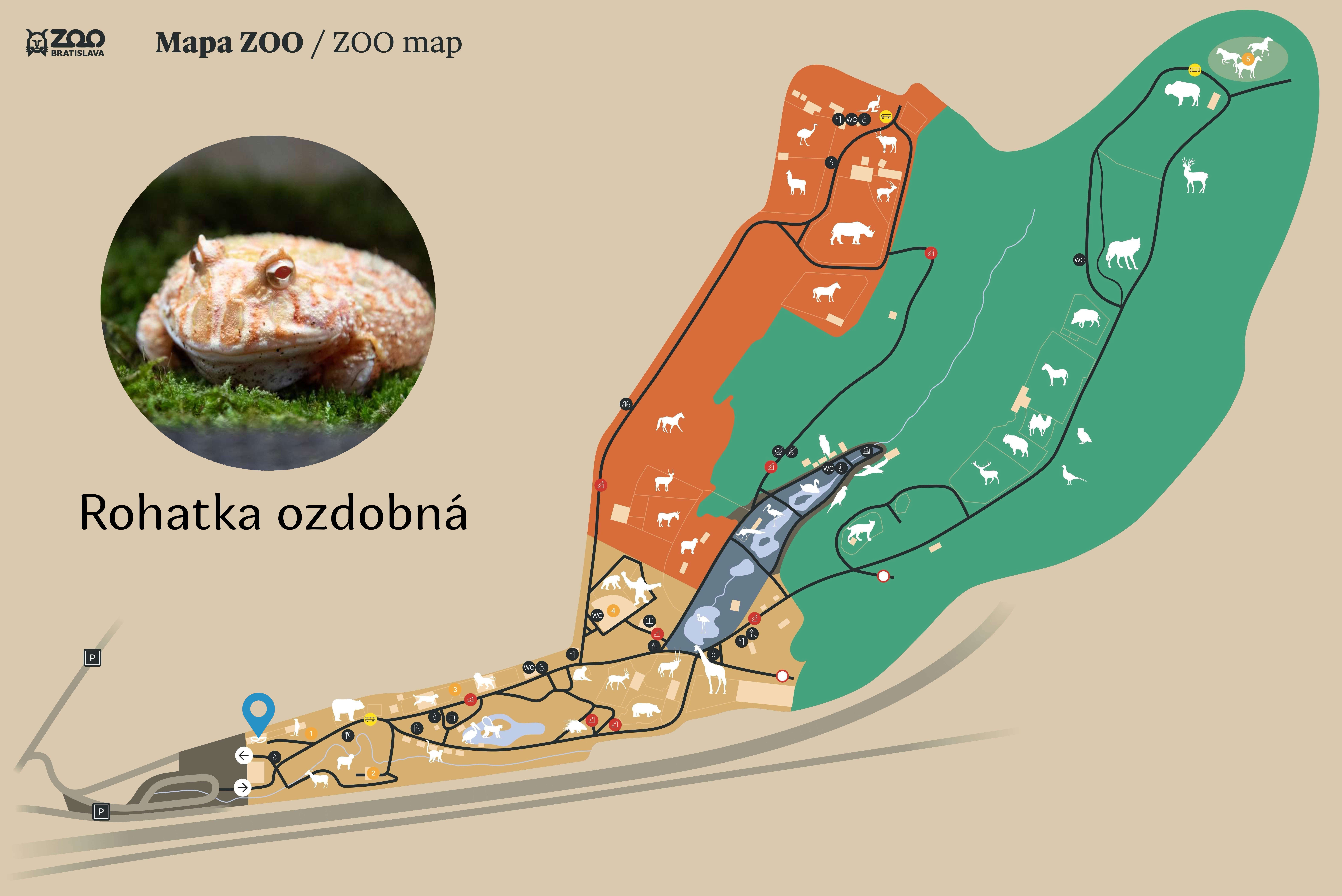 Poloha Rohatka ozdobná v ZOO