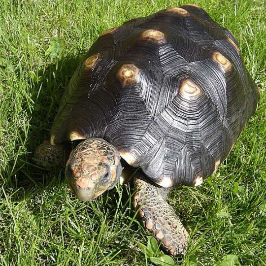 Korytnačka uhoľná