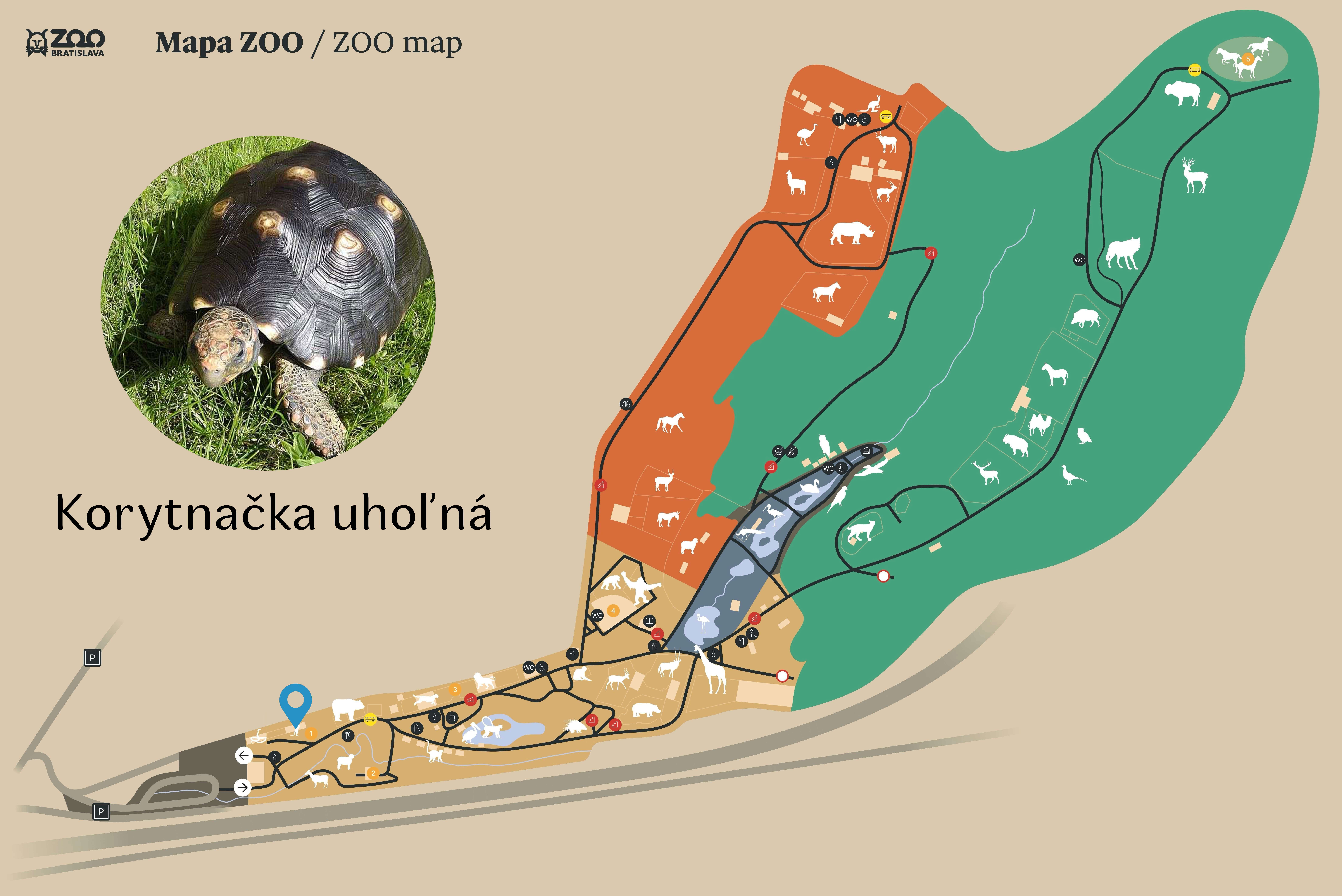 Poloha Korytnačka uhoľná v ZOO