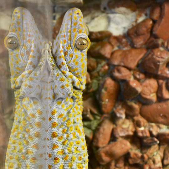 Tokay gecko