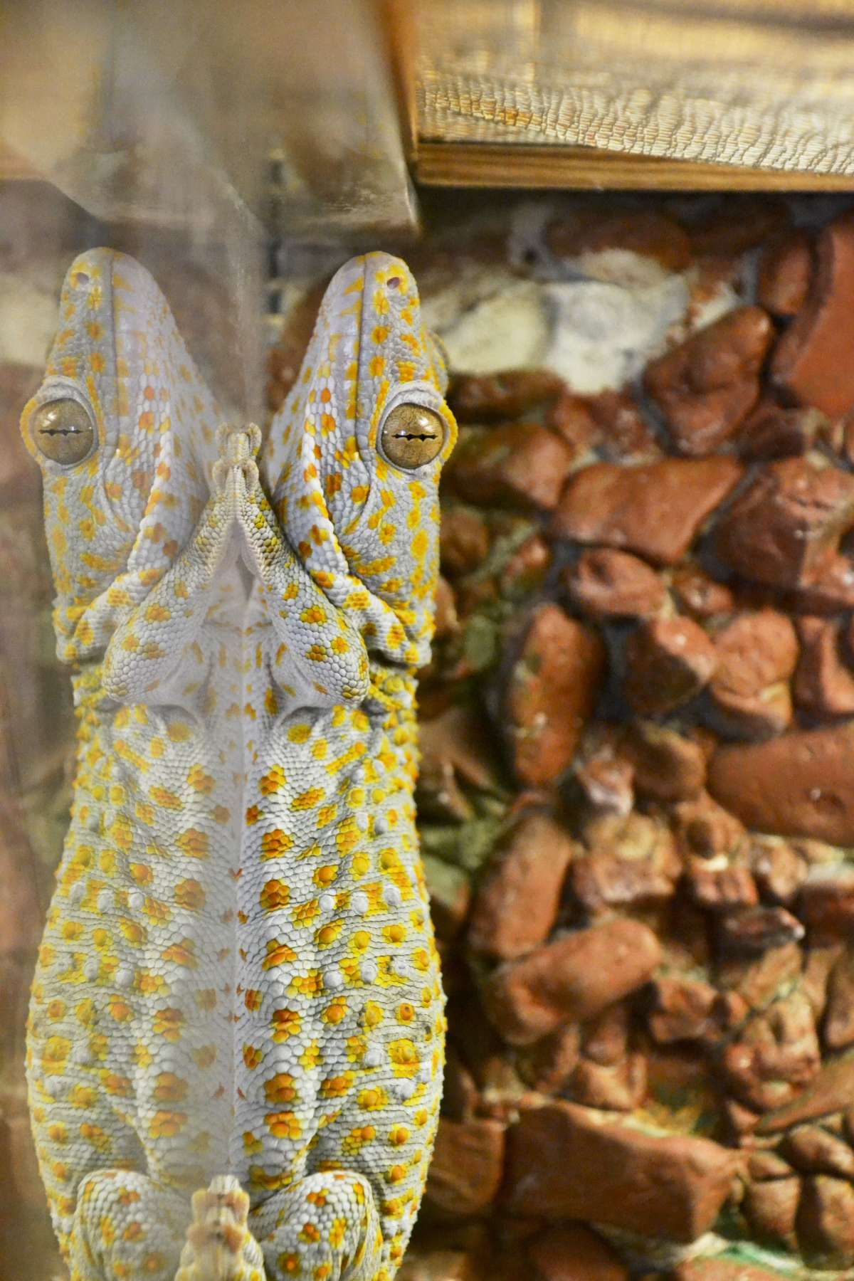 Tokay gecko