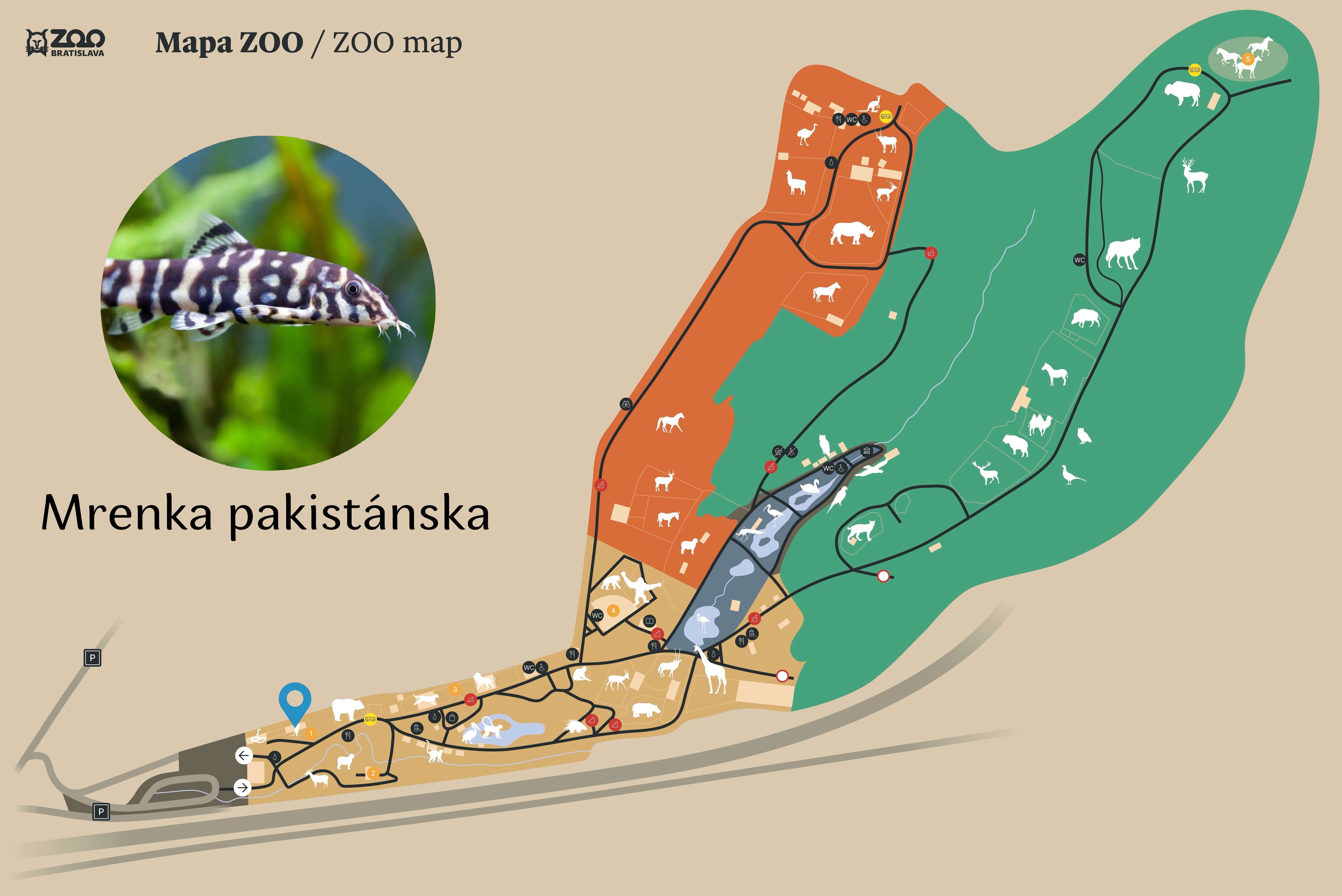 Poloha Mrenka pakistánska v ZOO