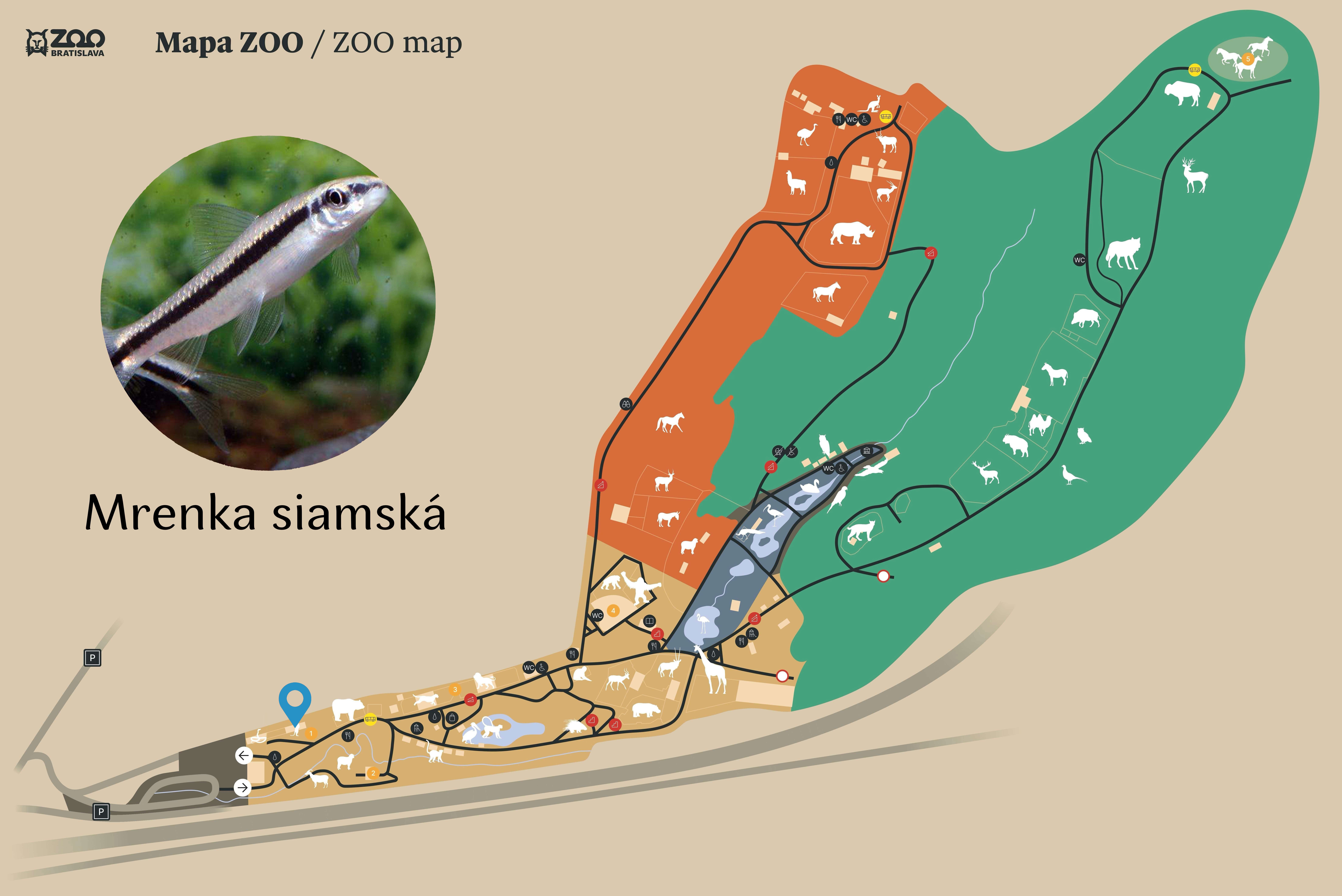 Poloha Mrenka siamská v ZOO