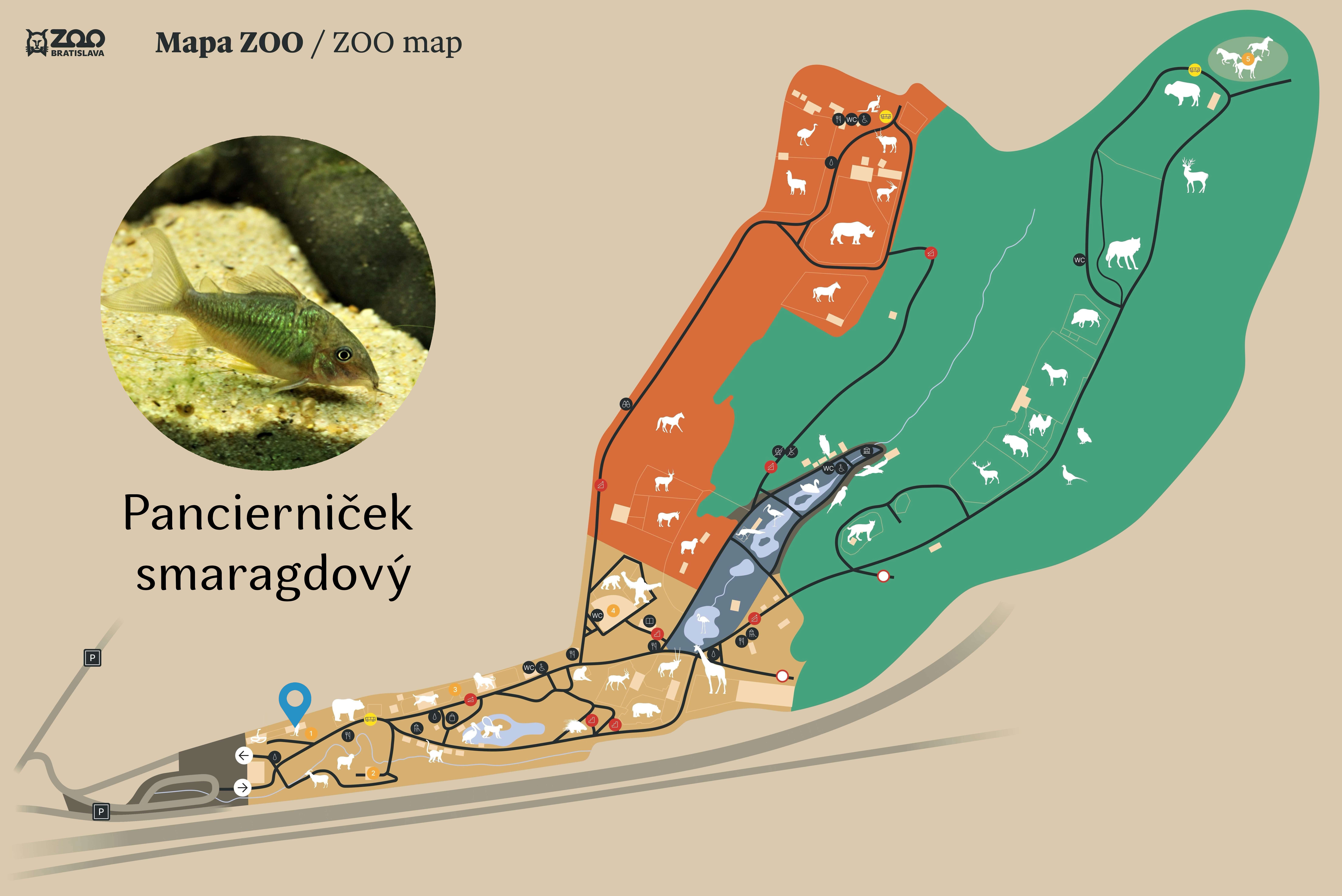 Poloha Pancierniček smaragdový v ZOO