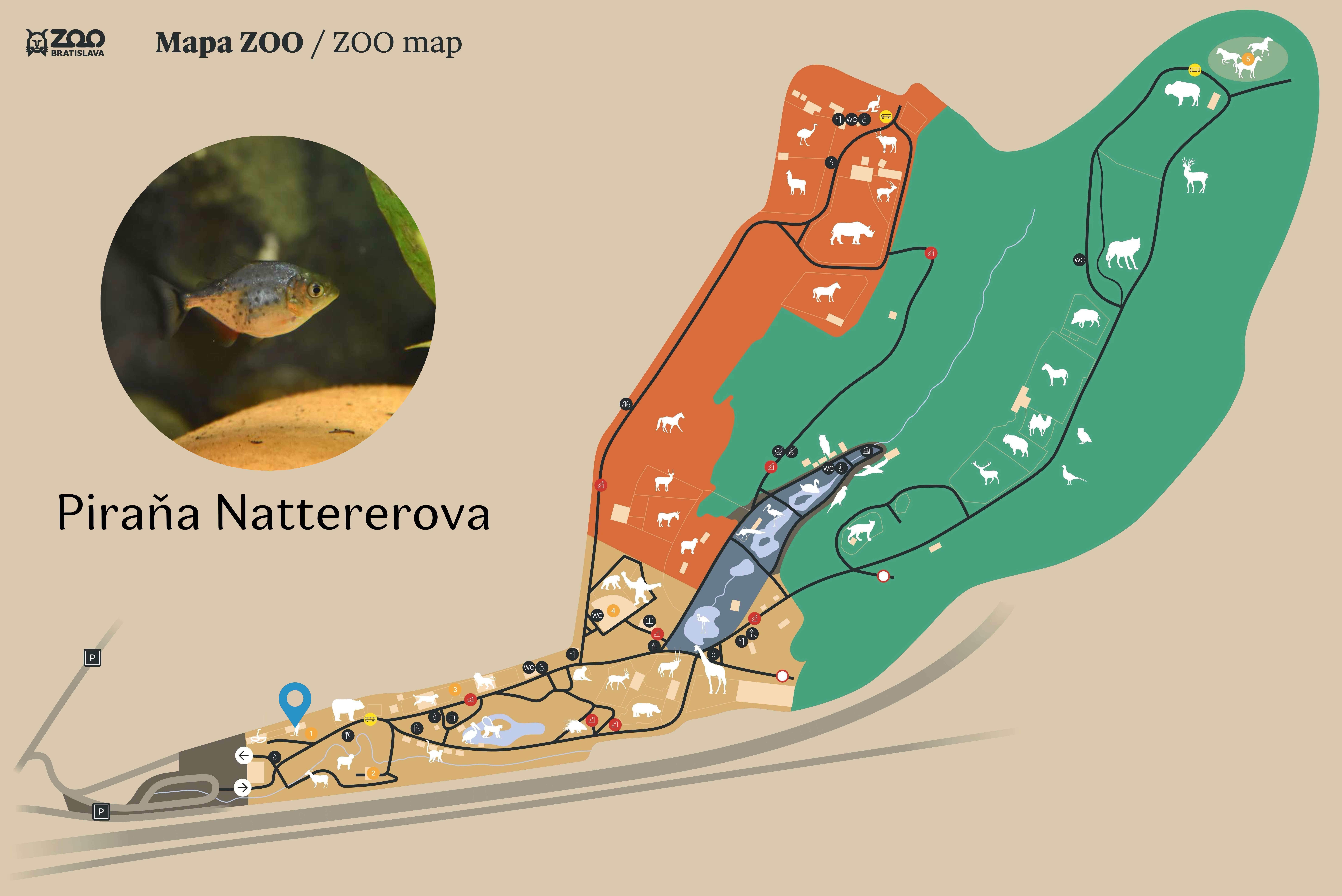 Poloha Piraňa Nattererova v ZOO