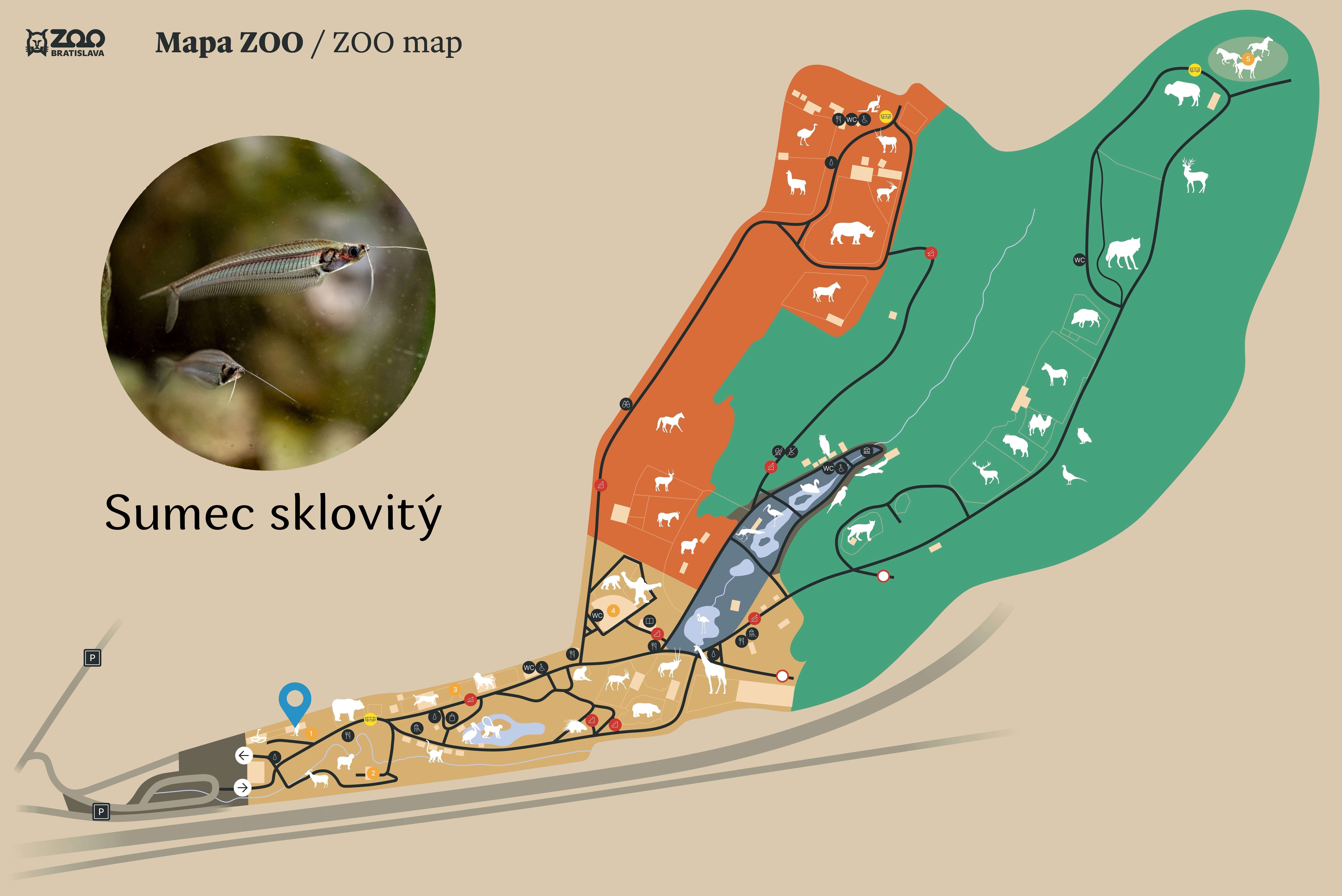 Poloha Sumec sklovitý v ZOO