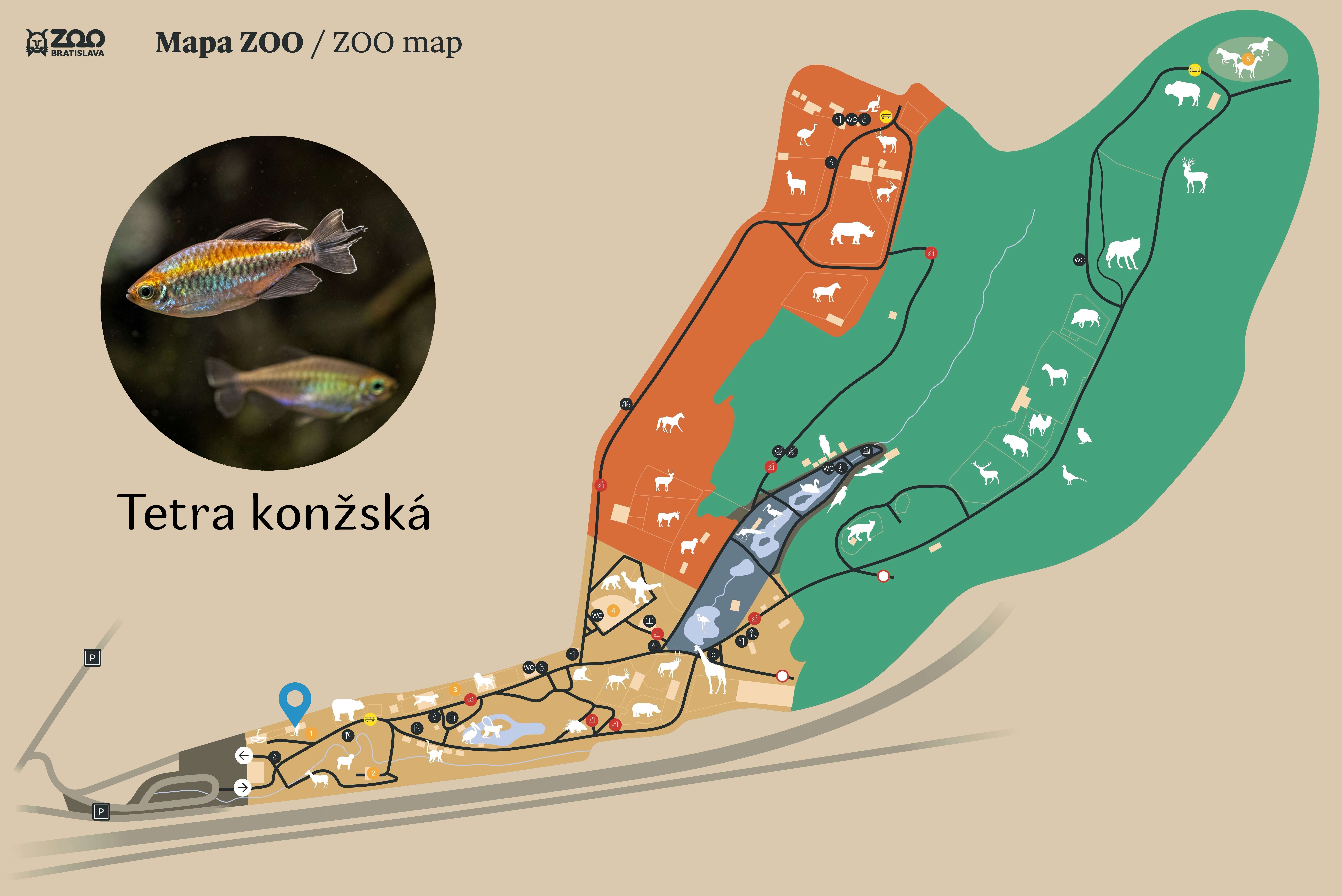 Poloha Tetra konžská v ZOO