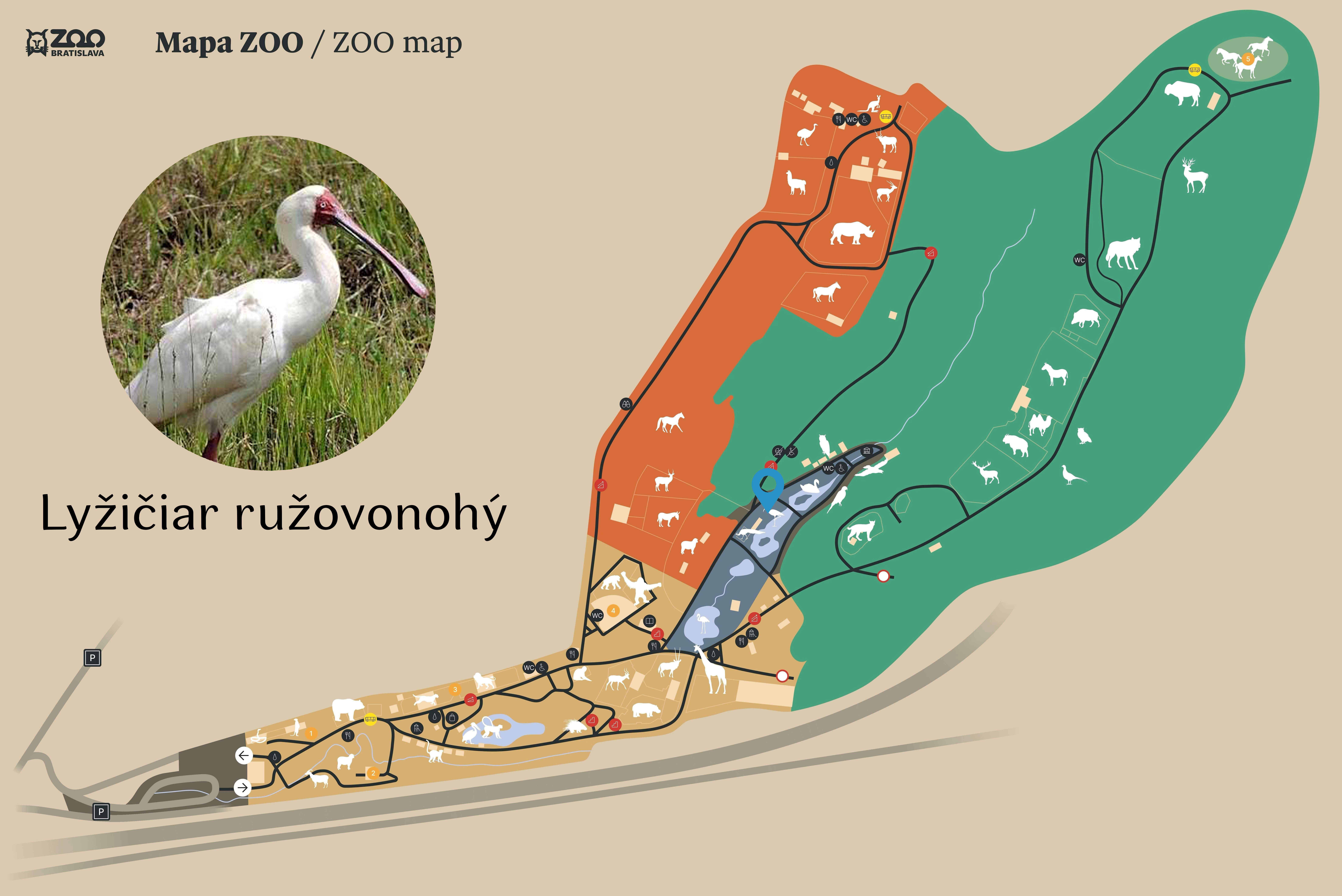 Poloha Lyžičiar ružovonohý v ZOO