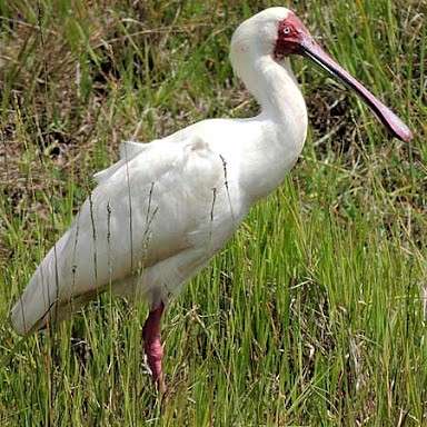 Lyžičiar ružovonohý