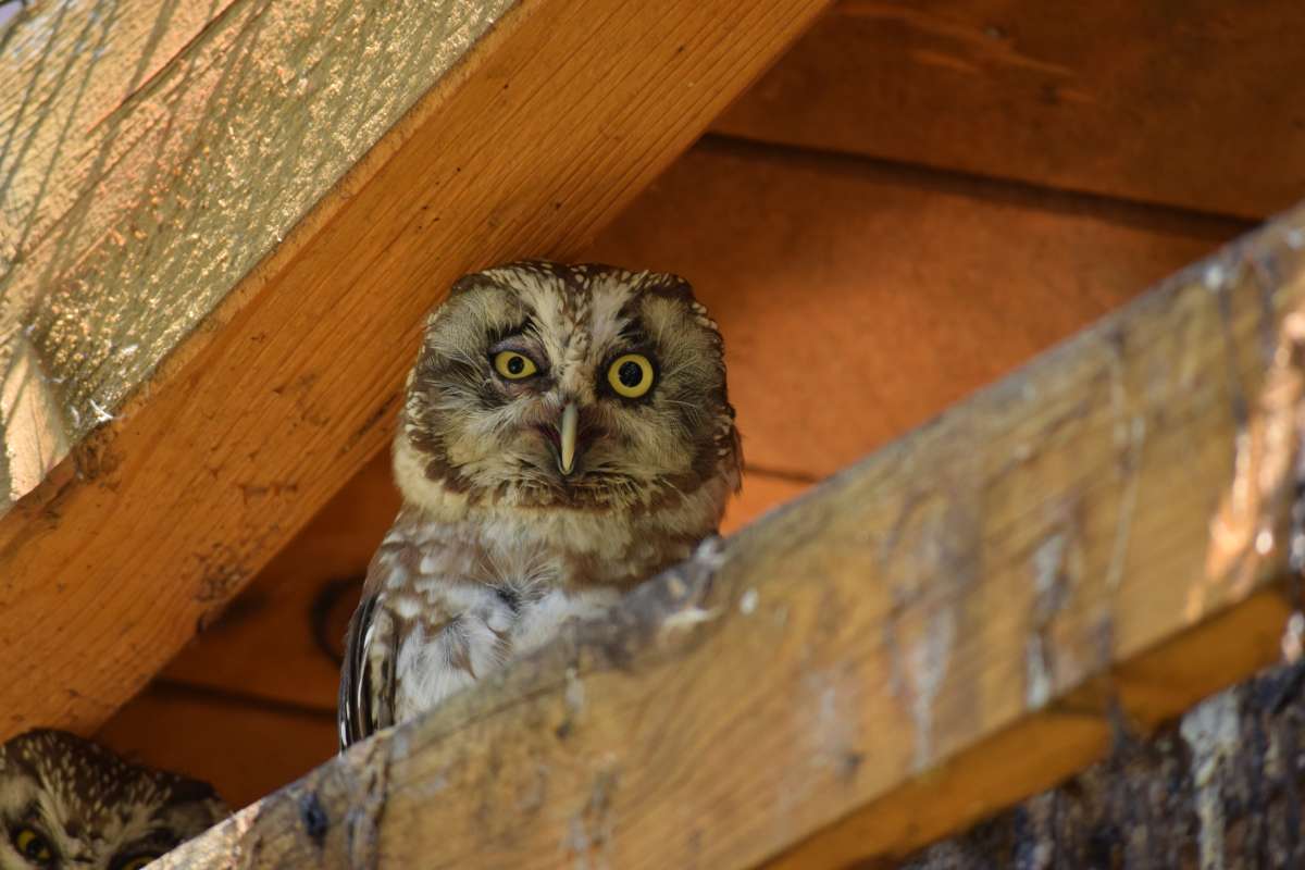 Boreal owl