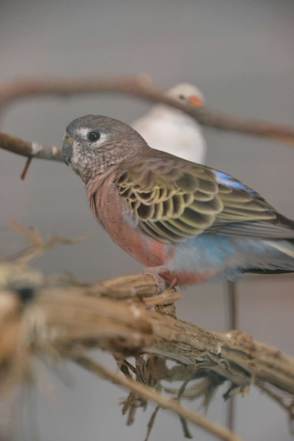Bourke's parrot