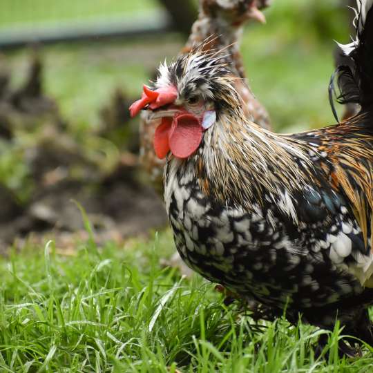 Bregovska dzhinka chicken