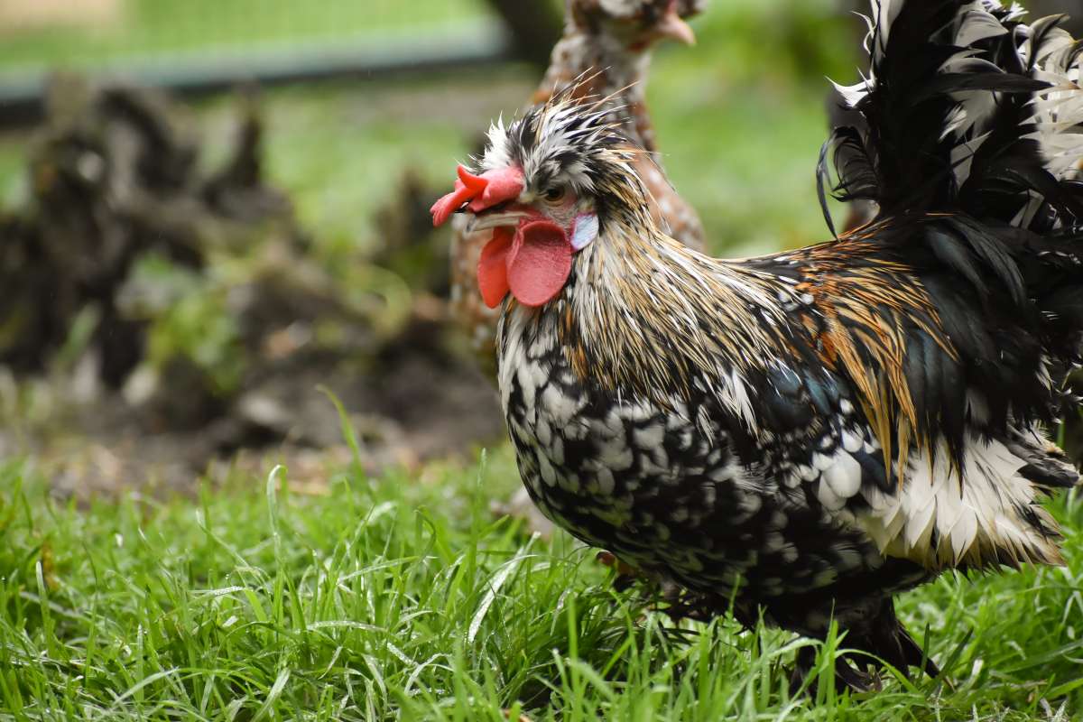 Bregovska dzhinka chicken