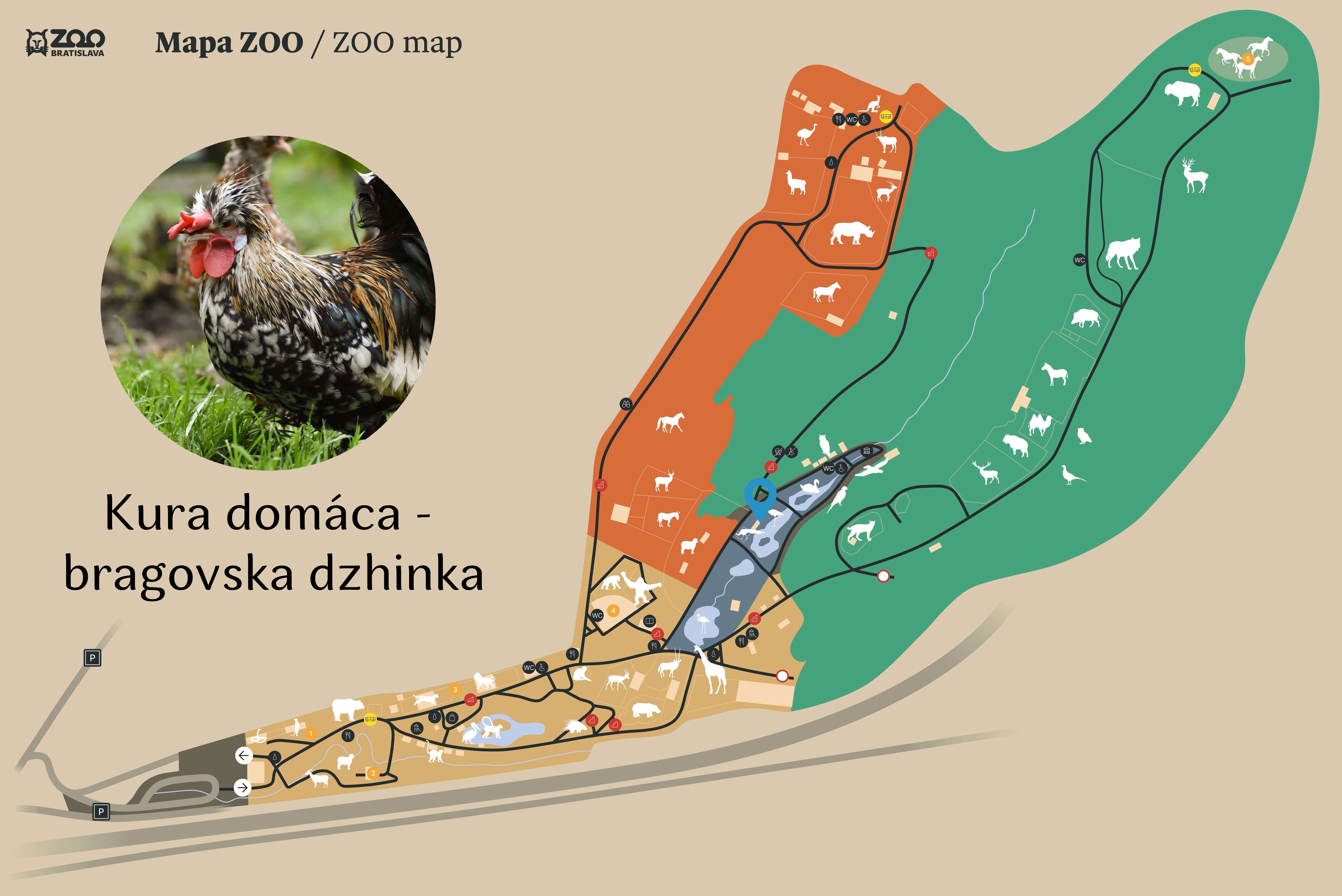 ZOO Bregovska dzhinka chicken Exhibition